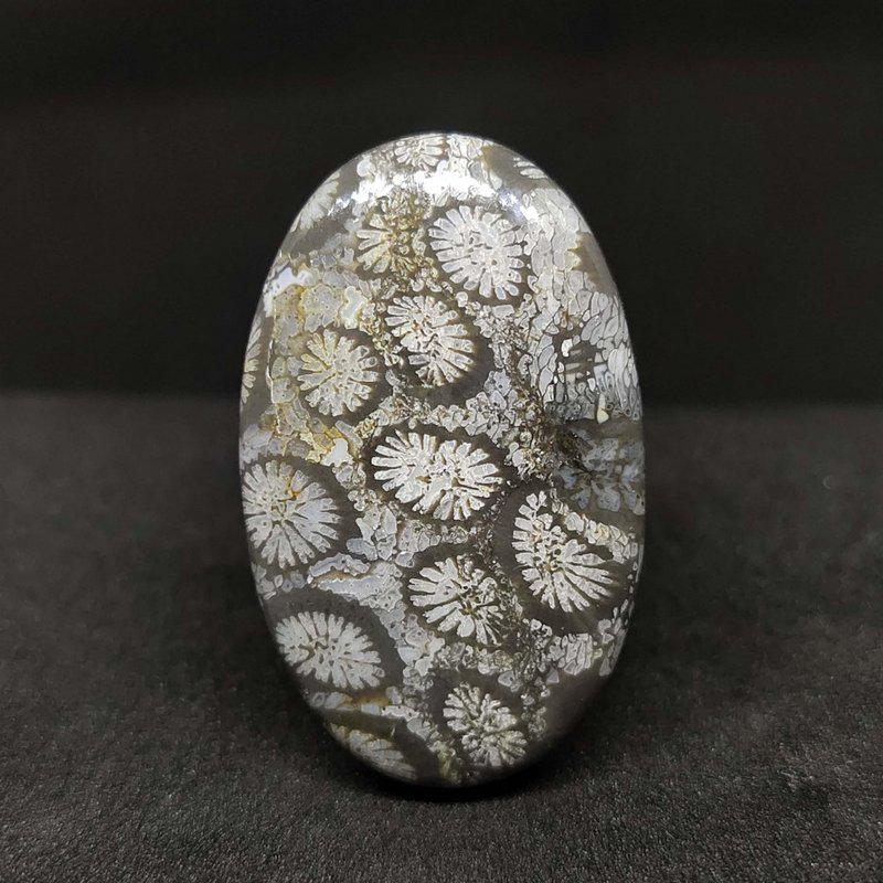 41.9 ct Natural Fossil Coral (1 of 1)