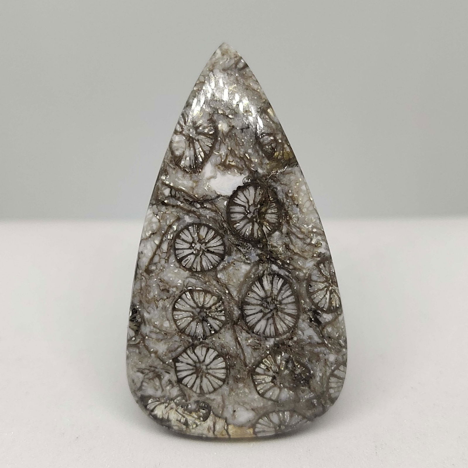 38.80 ct Natural Fossil Coral (1 of 1)