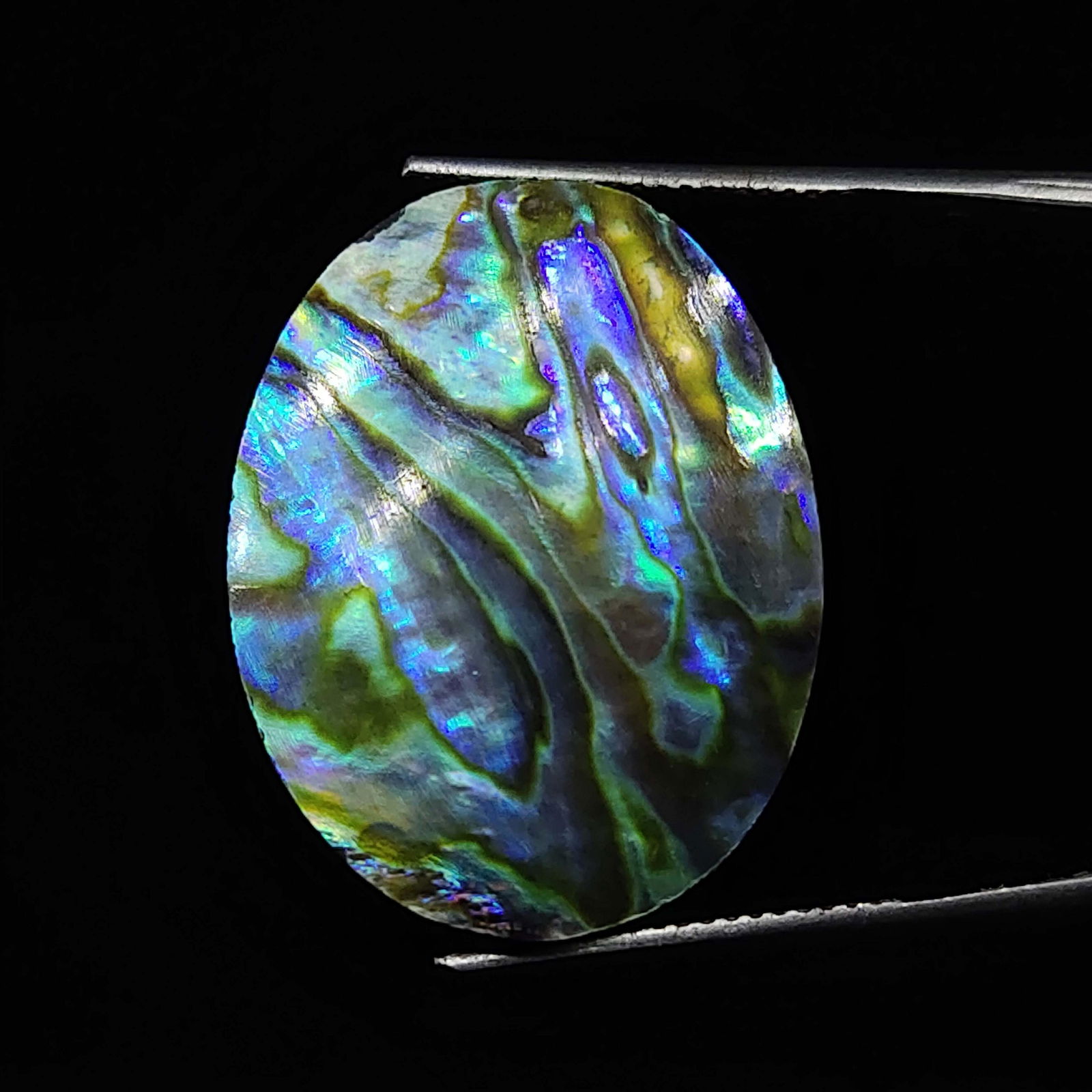 12.10 ct Natural Abalone Shell: Natural Abalone Shell with an exact weight is 12.10 ct.Top Quality stone