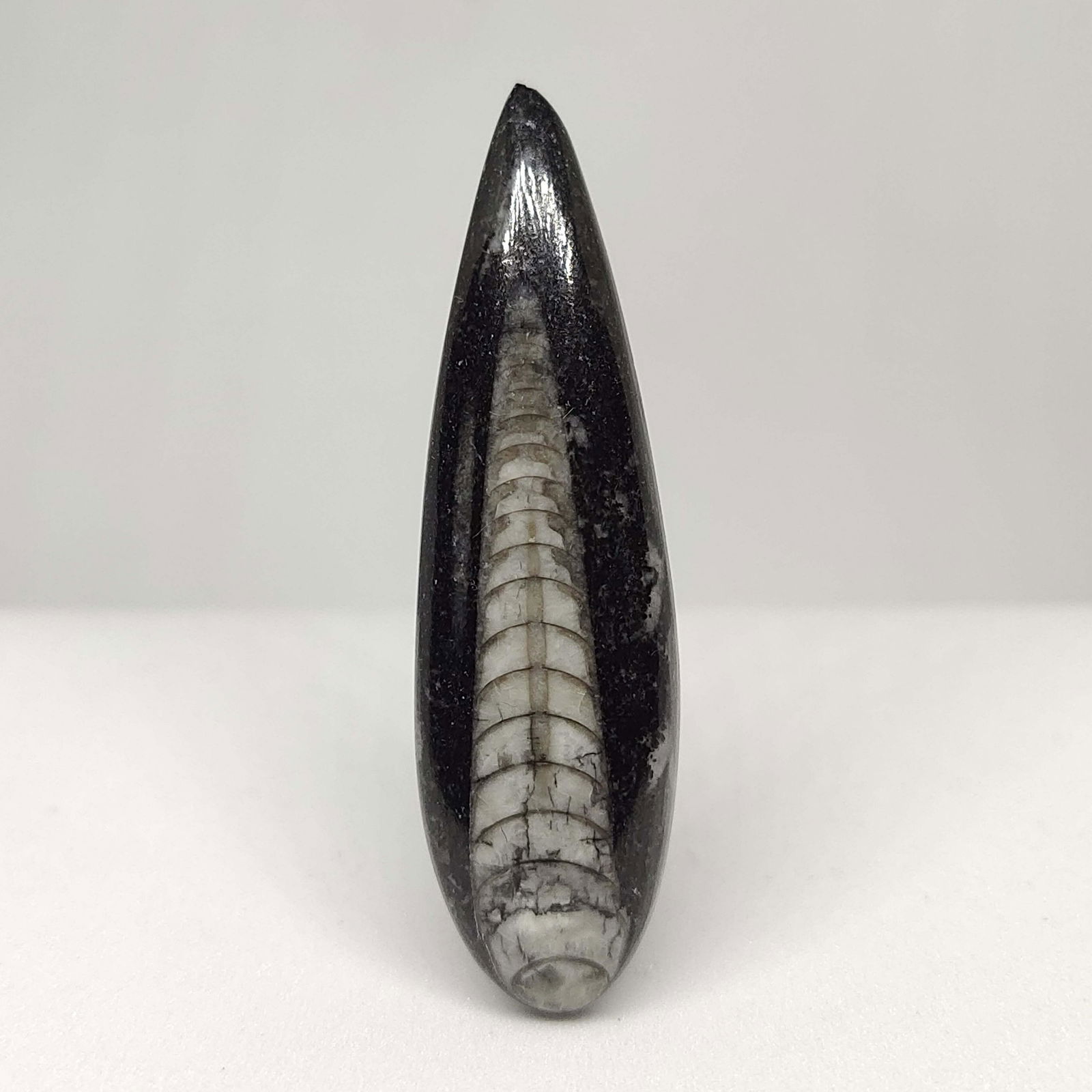 28.20 ct Natural Orthoceras Fossil (1 of 2)
