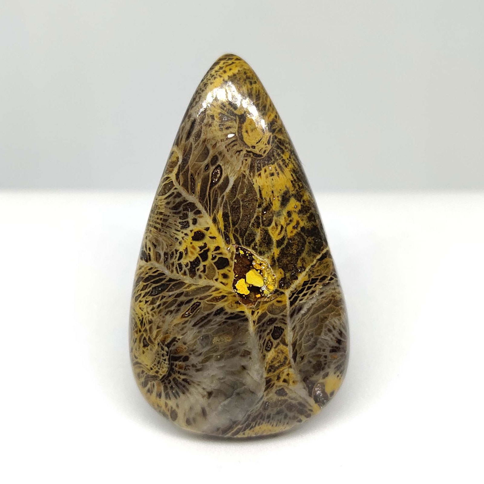 32.40 ct Natural Fossil Coral (1 of 2)