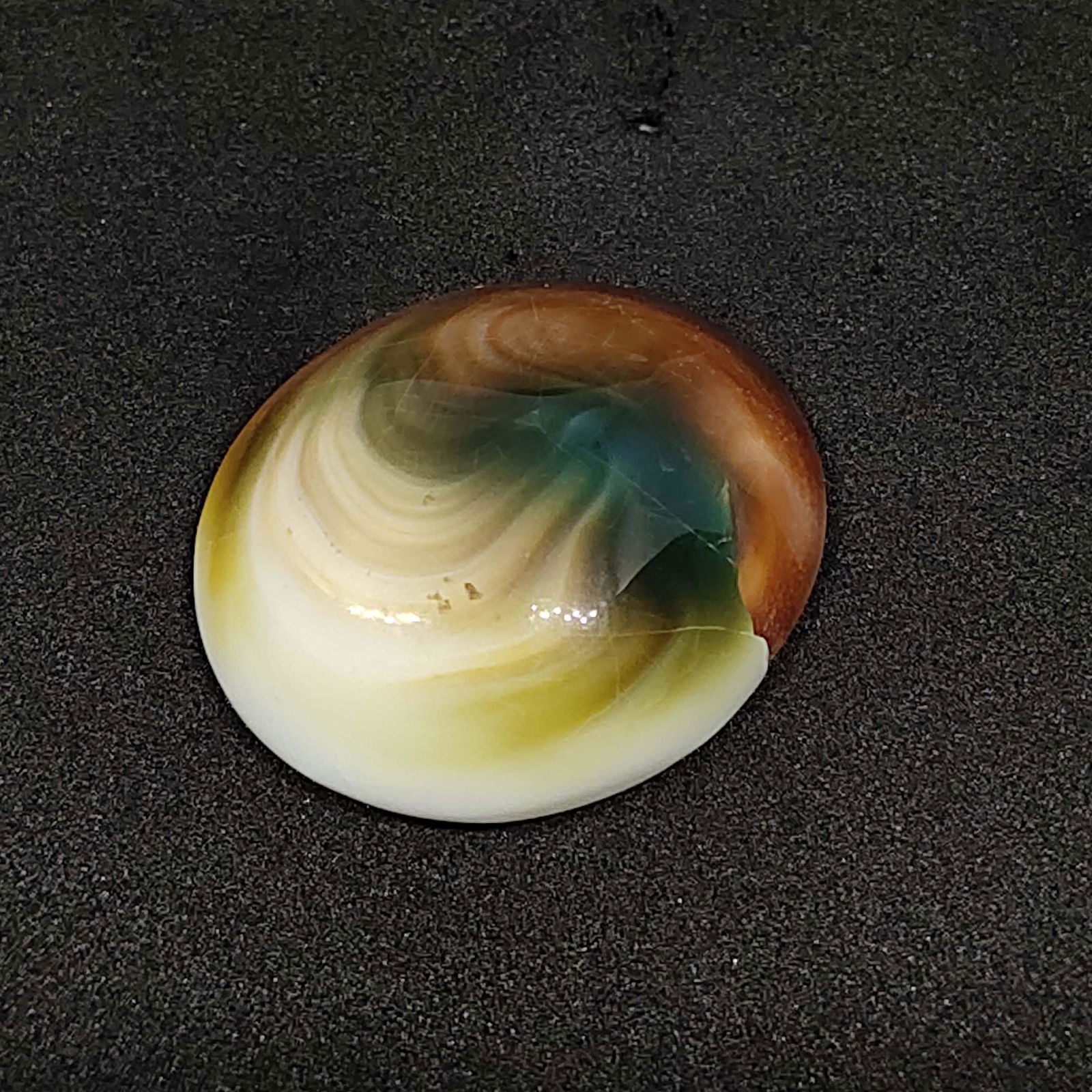 35.85 ct Natural Multi Color Shiva Eye Shell (1 of 2)
