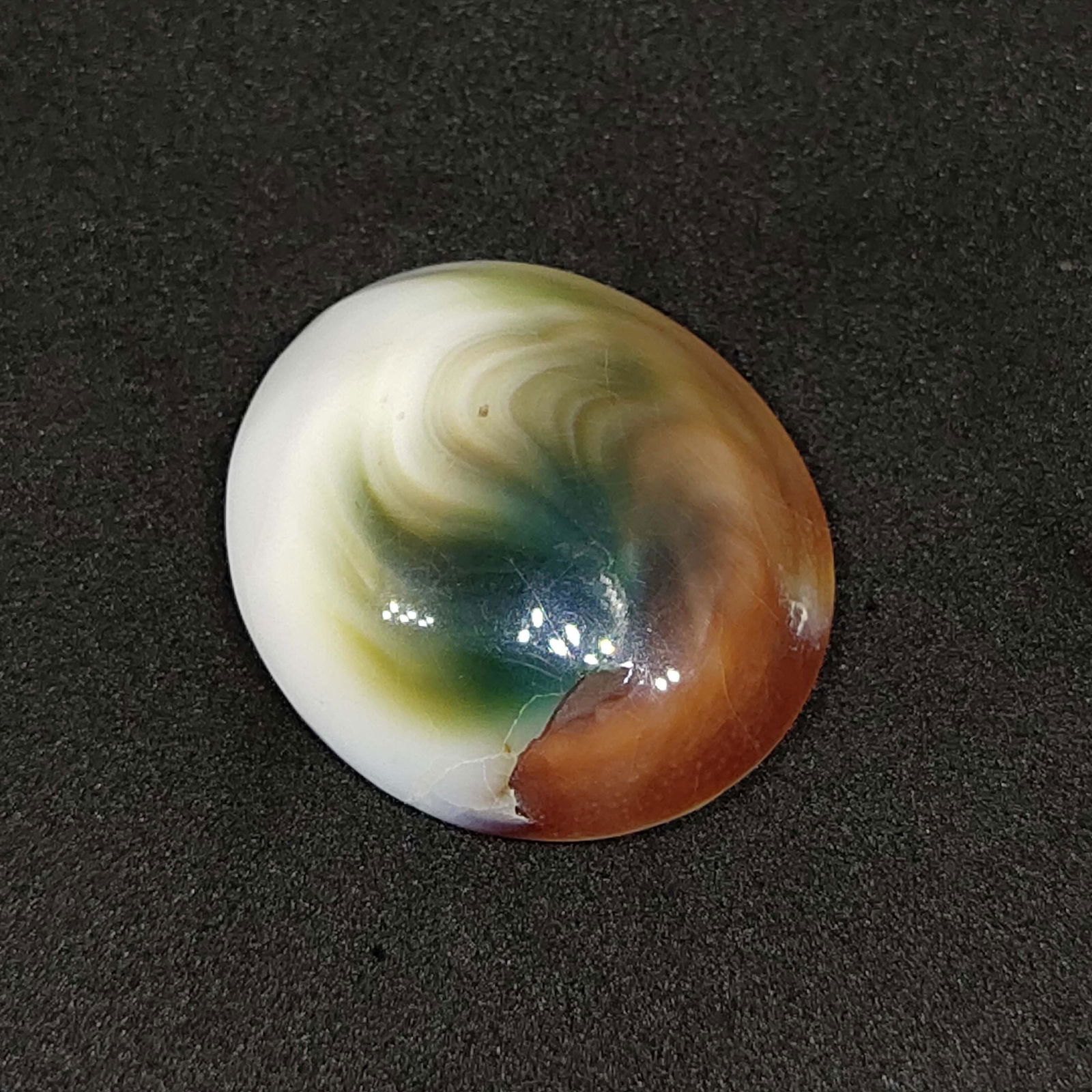 42.25 ct Natural Multi Color Shiva Eye Shell (1 of 1)