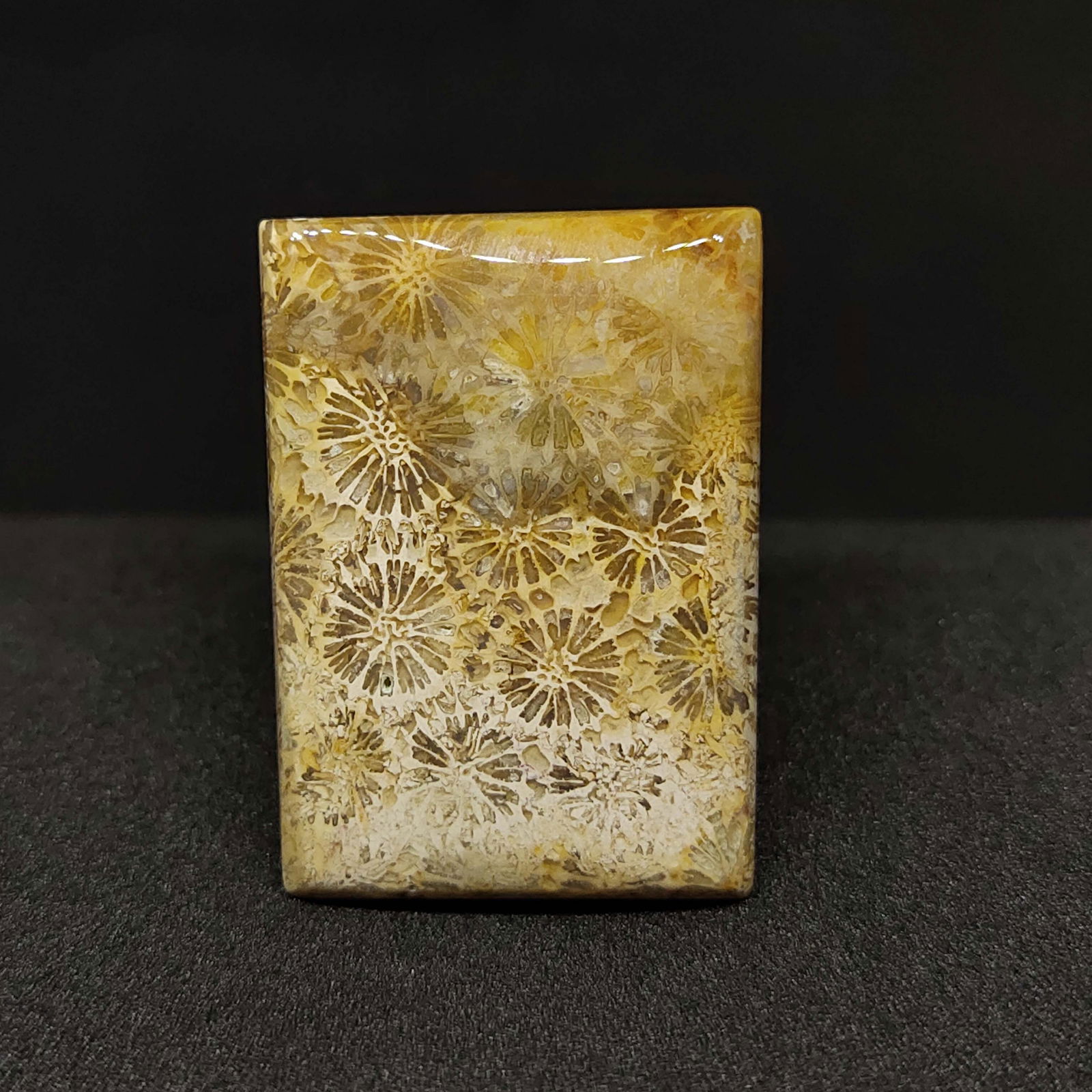 32.40 ct Natural Fossil Coral (1 of 2)