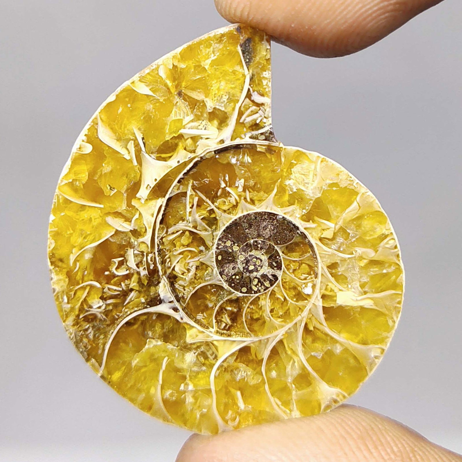 34.20 ct Natural Ammonite (1 of 1)