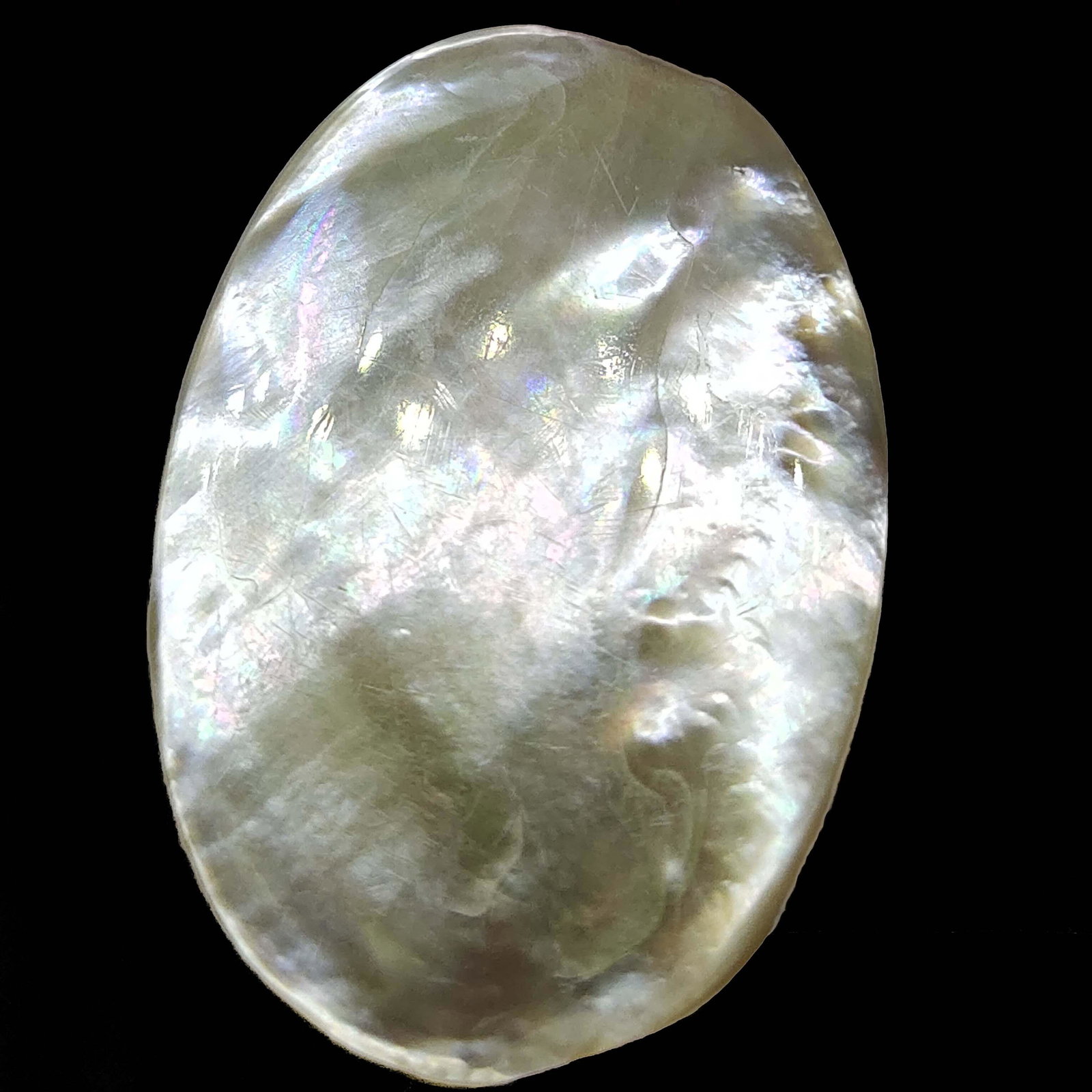 36.20 ct Natural Rainbow Abalone Shell (1 of 1)