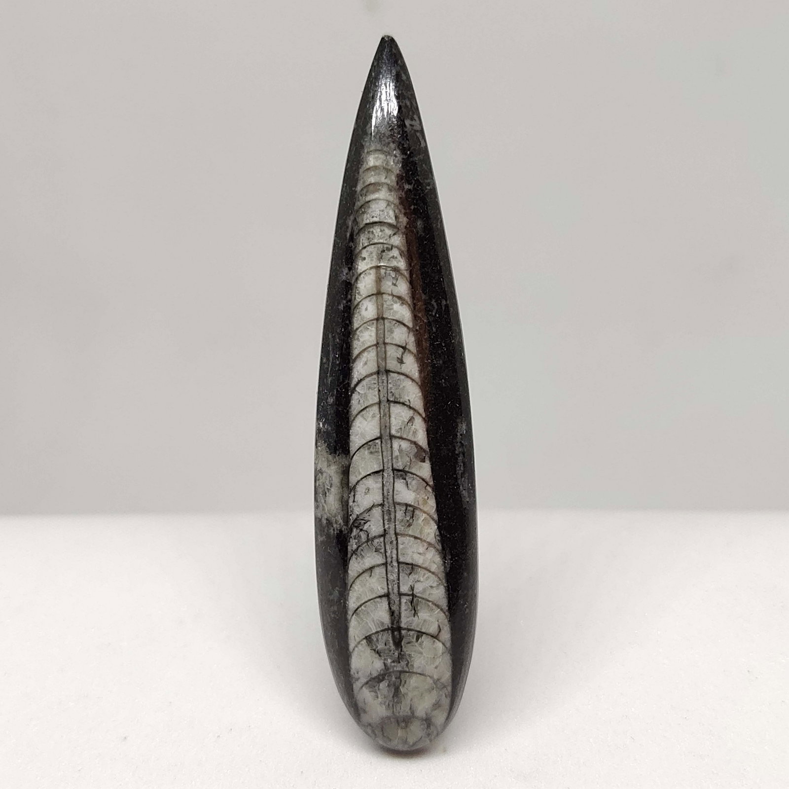 53.10 ct Natural Orthoceras Fossil (1 of 1)