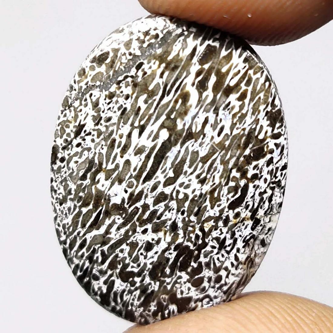 12.00 ct Rare Natural Dinosaur Bones Jasper (1 of 1)