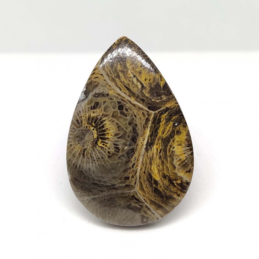 25.00 ct Natural Spider Web Fossil (1 of 2)