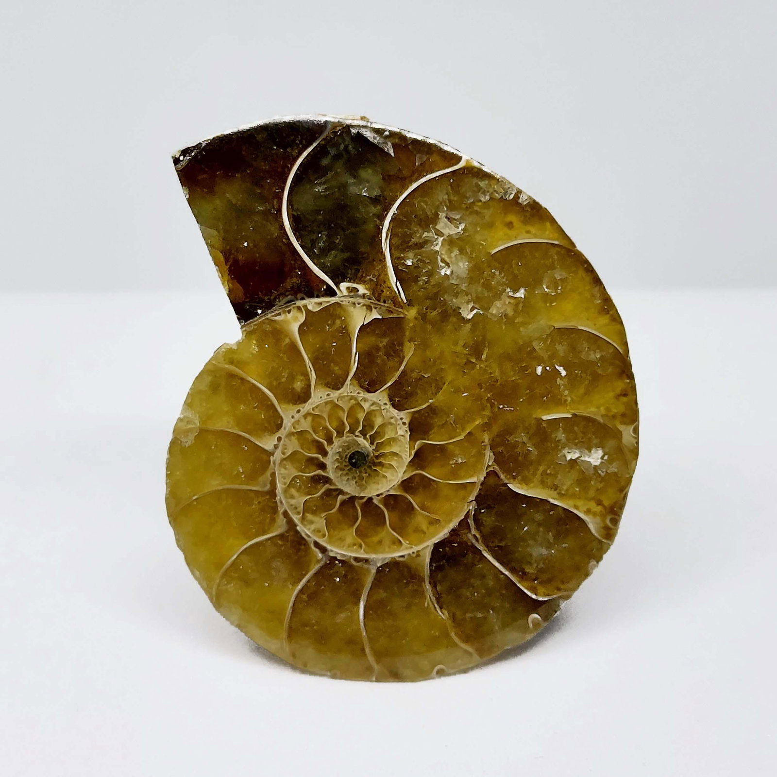 66.85 ct Natural Ammonite (1 of 2)