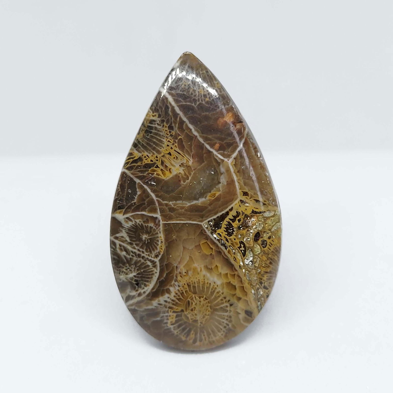 23.70 ct Natural Spider Web Fossil (1 of 1)