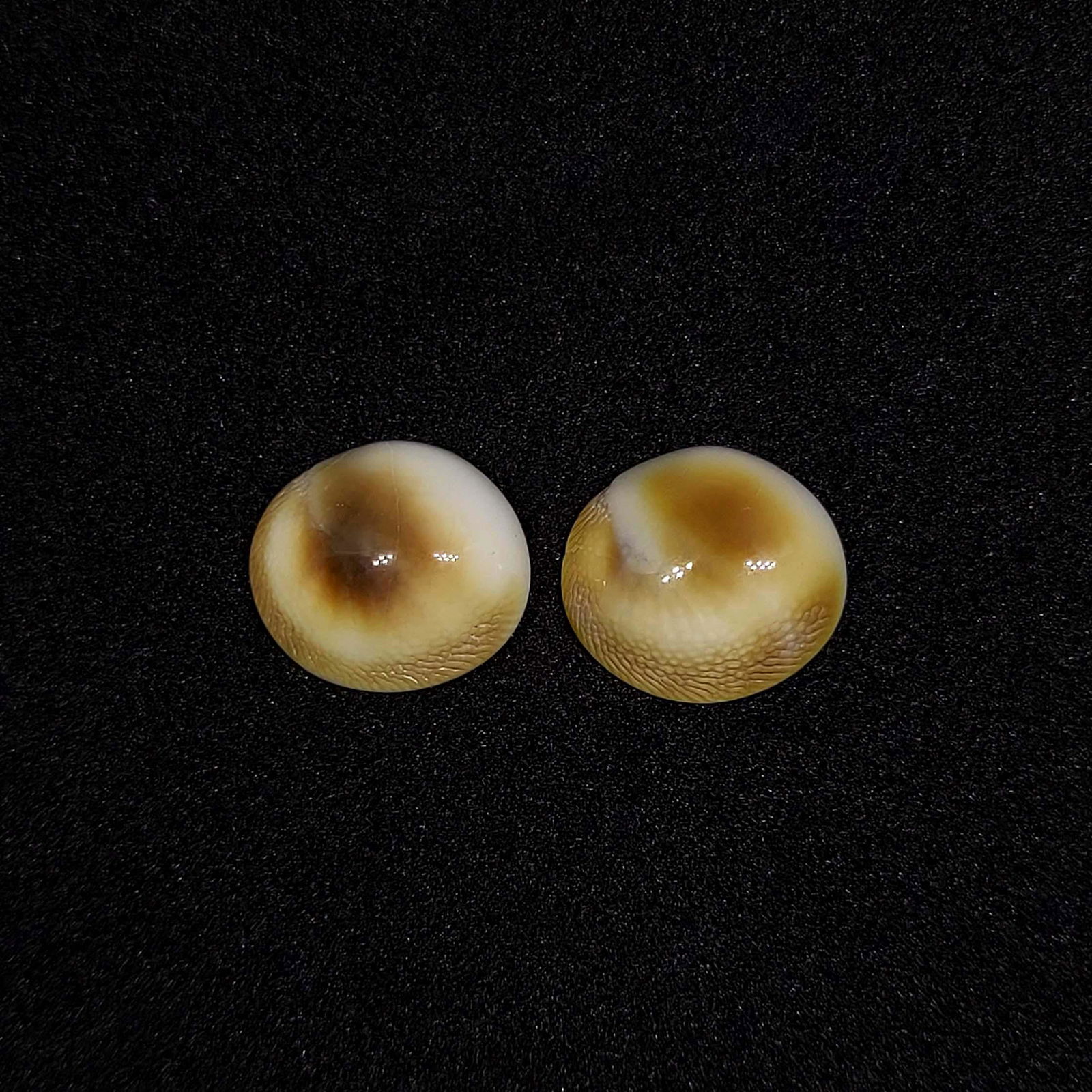 9.75 ct Natural Shiva Eye Shell Earrings Pair (1 of 1)