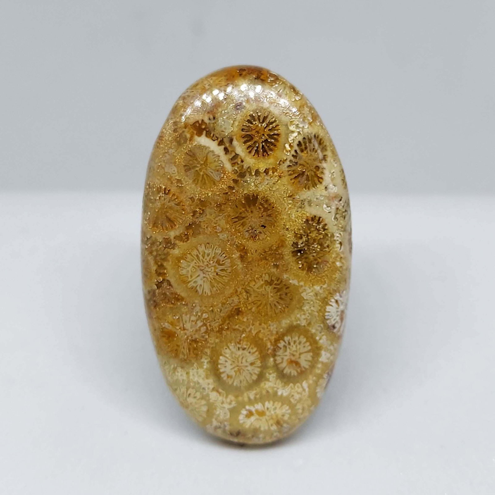 36.25 ct Natural Fossil Coral: All the stones listed are 100% natural and rarely selected from a big quantity lot also these are of very high quality. BID WITH CONFIDENCE!!! DIMENSIONS : 35X19X6 mm