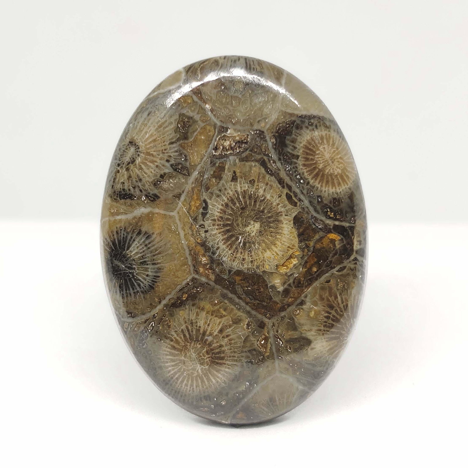 44.75 ct Natural Spider Web Fossil Coral: All the stones listed are 100% natural and rarely selected from a big quantity lot also these are of very high quality. BID WITH CONFIDENCE!!! DIMENSIONS : 36X26X5 mm