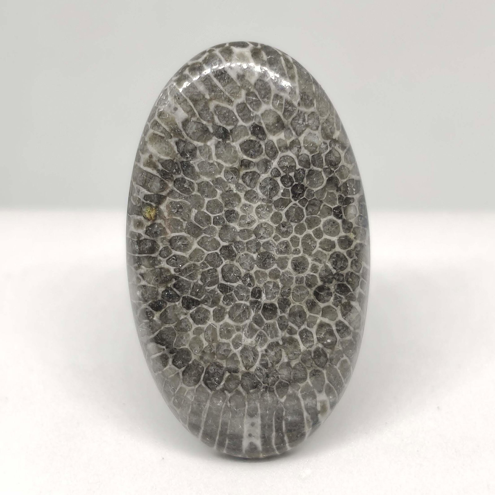 36.05 ct Very Rare Natural String Rey Fossil Coral: All the stones listed are 100% natural and rarely selected from a big quantity lot also these are of very high quality. BID WITH CONFIDENCE!!! DIMENSIONS : 37X21x5 mm