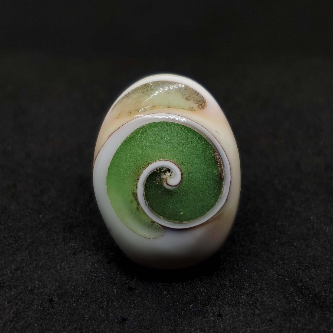 13.05 ct Very Rare Natural Snail Fossil: All the stones listed are 100% natural and rarely selected from a big quantity lot also these are of very high quality. BID WITH CONFIDENCE!!! DIMENSIONS : 20X15X7 mm