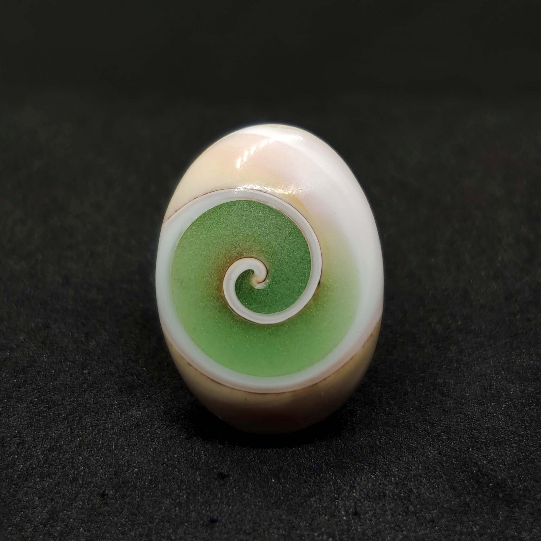15.30 ct Very Rare Natural Snail Fossil: All the stones listed are 100% natural and rarely selected from a big quantity lot also these are of very high quality. BID WITH CONFIDENCE!!! DIMENSIONS : 21X15X7 mm