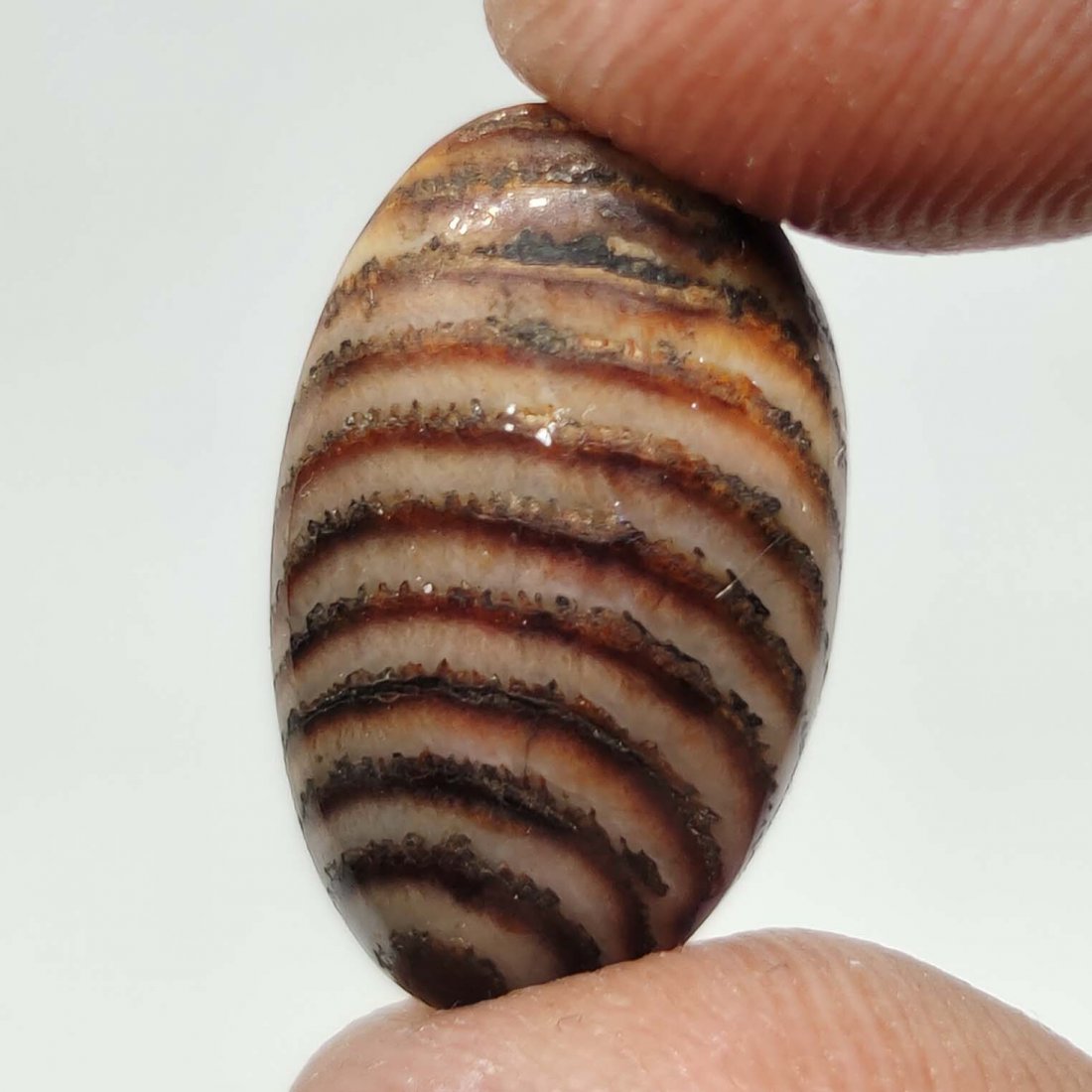 8.15 ct Very Rare Natural Snake Skin Fossil: All the stones listed are 100% natural and rarely selected from a big quantity lot also these are of very high quality. BID WITH CONFIDENCE!!! DIMENSIONS : 17X10X6 mm