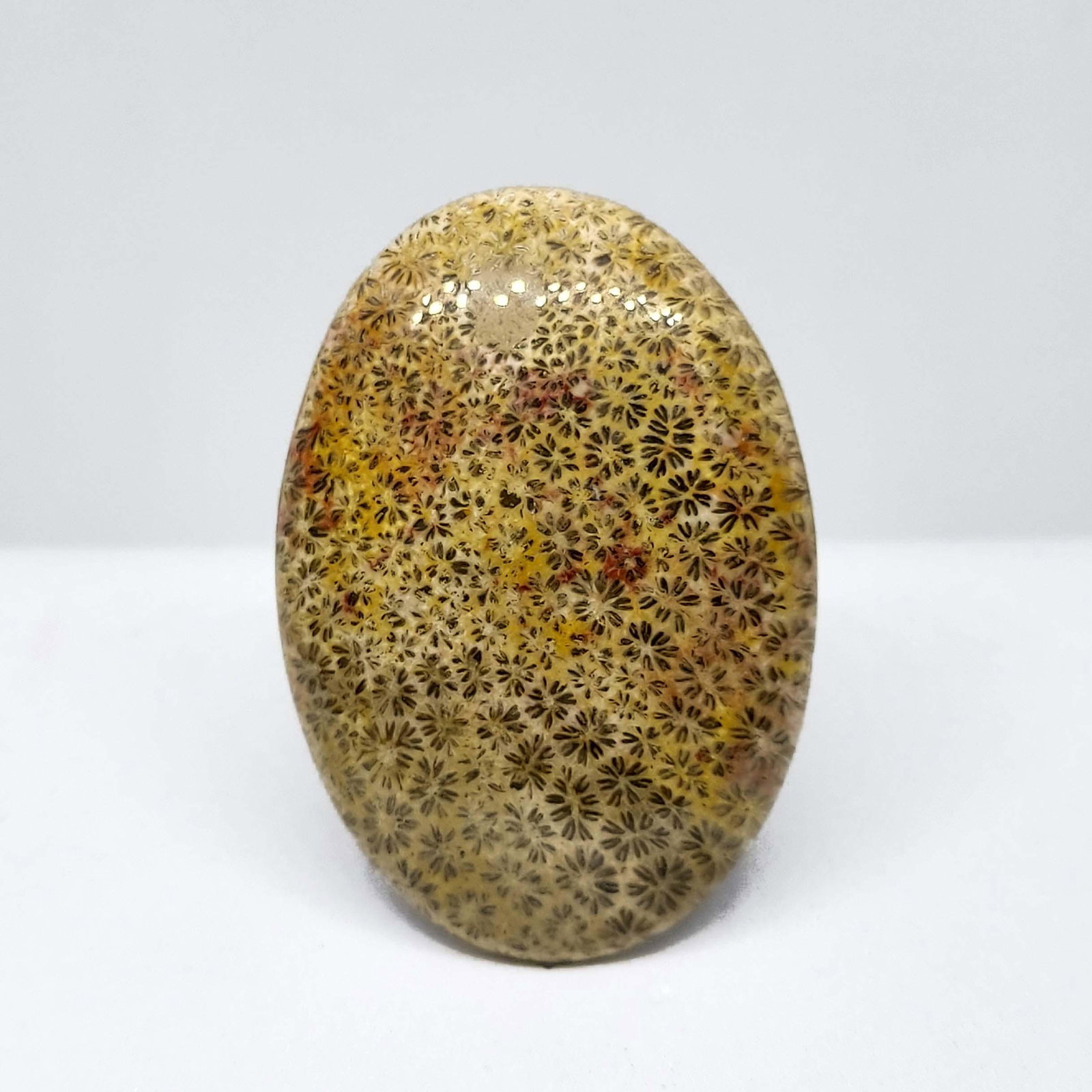 45.20 ct Natural Fossil Coral: All the stones listed are 100% natural and rarely selected from a big quantity lot also these are of very high quality. BID WITH CONFIDENCE!!! DIMENSIONS : 37X26X6 mm
