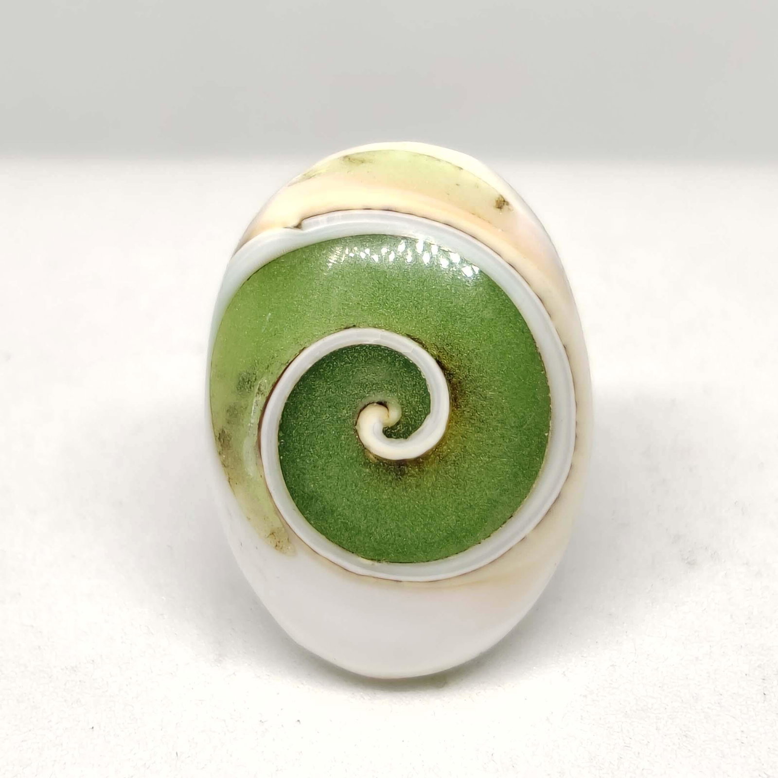 14.40 ct Very Rare Natural Snail Fossil: All the stones listed are 100% natural and rarely selected from a big quantity lot also these are of very high quality. BID WITH CONFIDENCE!!! DIMENSIONS : 22X16X7 mm