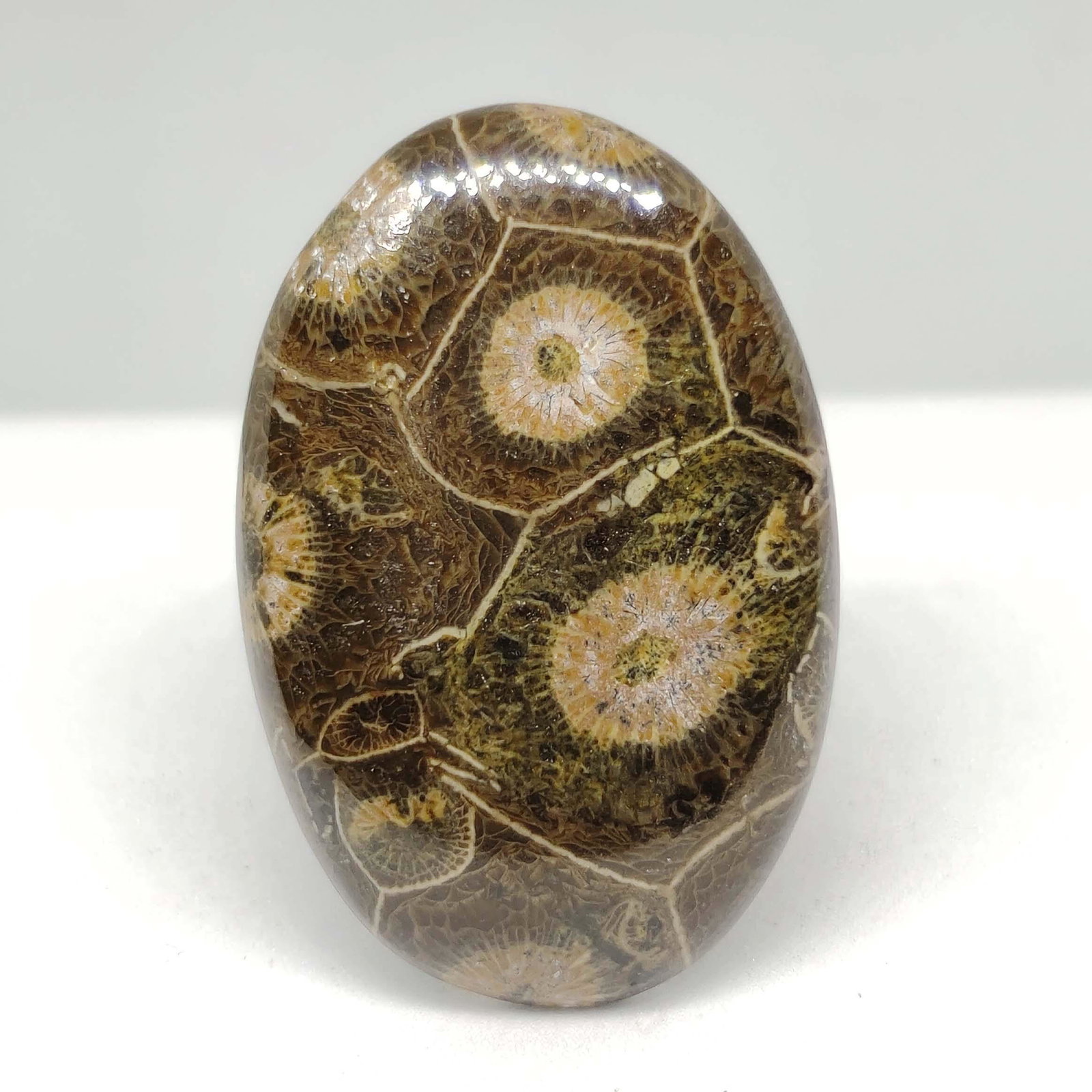 41 ct Top Grade Natural Spider Web Fossil Coral: All the stones listed are 100% natural and rarely selected from a big quantity lot also these are of very high quality. BID WITH CONFIDENCE!!! DIMENSIONS : 37X25X5 mm