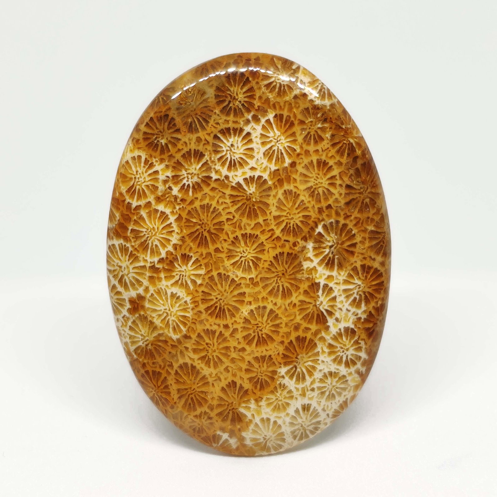 41.30 ct Top Grade Natural Fossil Coral: All the stones listed are 100% natural and rarely selected from a big quantity lot also these are of very high quality. BID WITH CONFIDENCE!!! DIMENSIONS : 41X29X4 mm