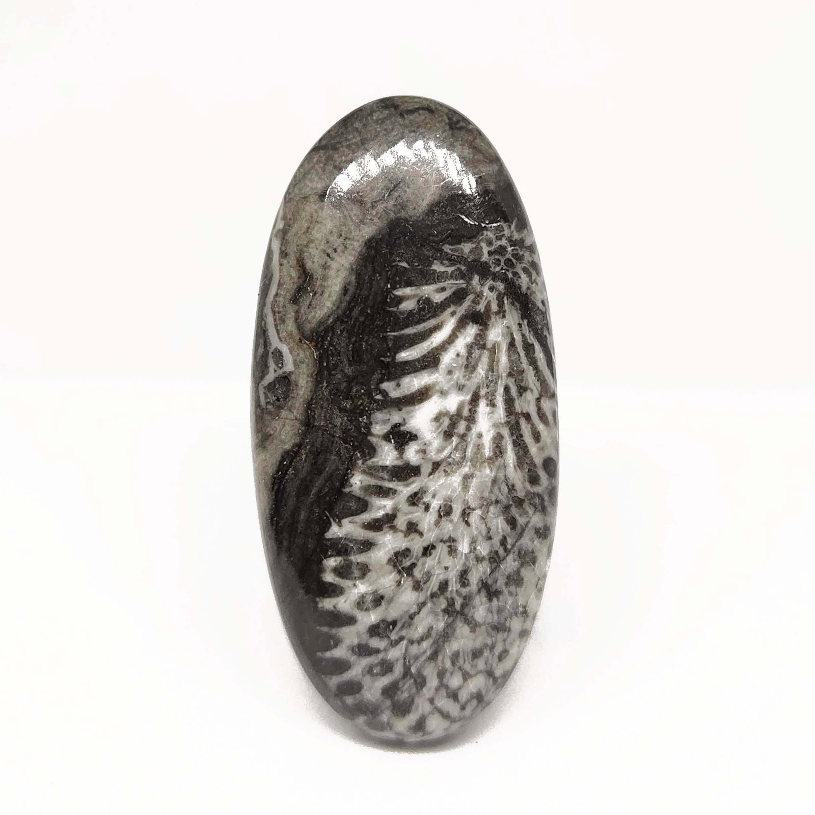 48.50 ct Rare Natural String Rey Fossil Coral: All the stones listed are 100% natural and rarely selected from a big quantity lot also these are of very high quality. BID WITH CONFIDENCE!!! DIMENSIONS : 41X20X7 mm