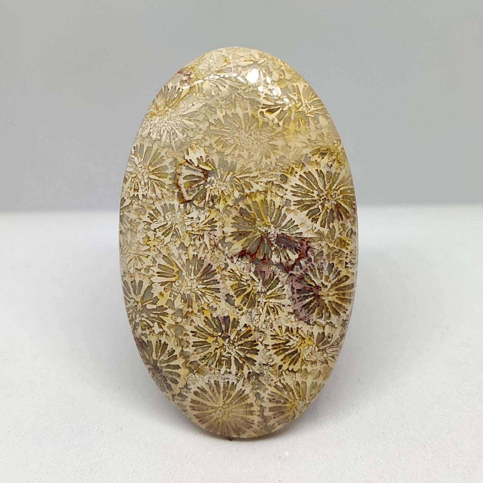 39.75 ct Natural Fossil Coral: All the stones listed are 100% natural and rarely selected from a big quantity lot also these are of very high quality. BID WITH CONFIDENCE!!! DIMENSIONS : 39X24X5 mm