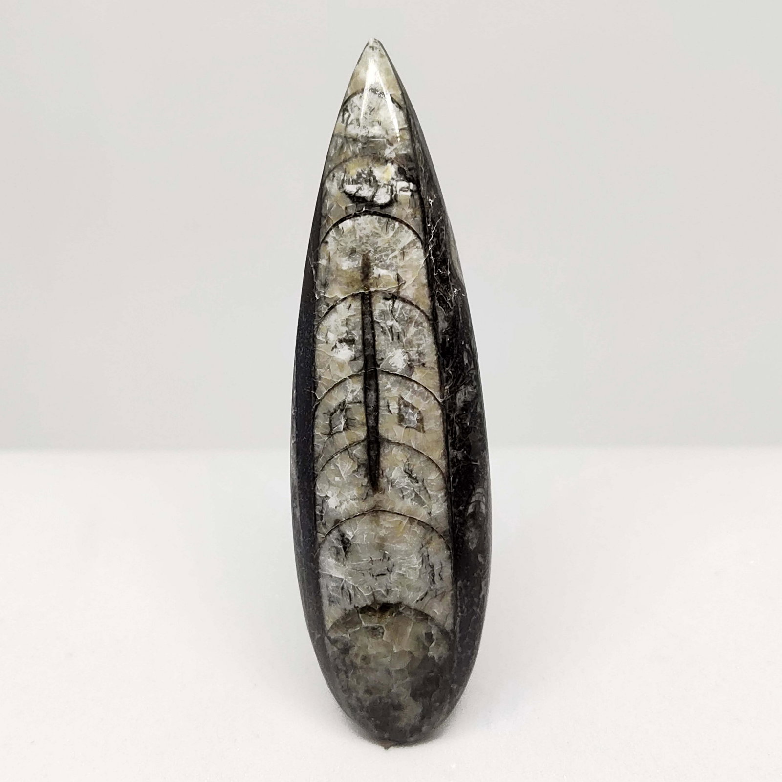 54.10 ct Natural Orthoceras Fossil: All the stones listed are 100% natural and rarely selected from a big quantity lot also these are of very high quality. BID WITH CONFIDENCE!!! DIMENSIONS : 59X17X7 mm