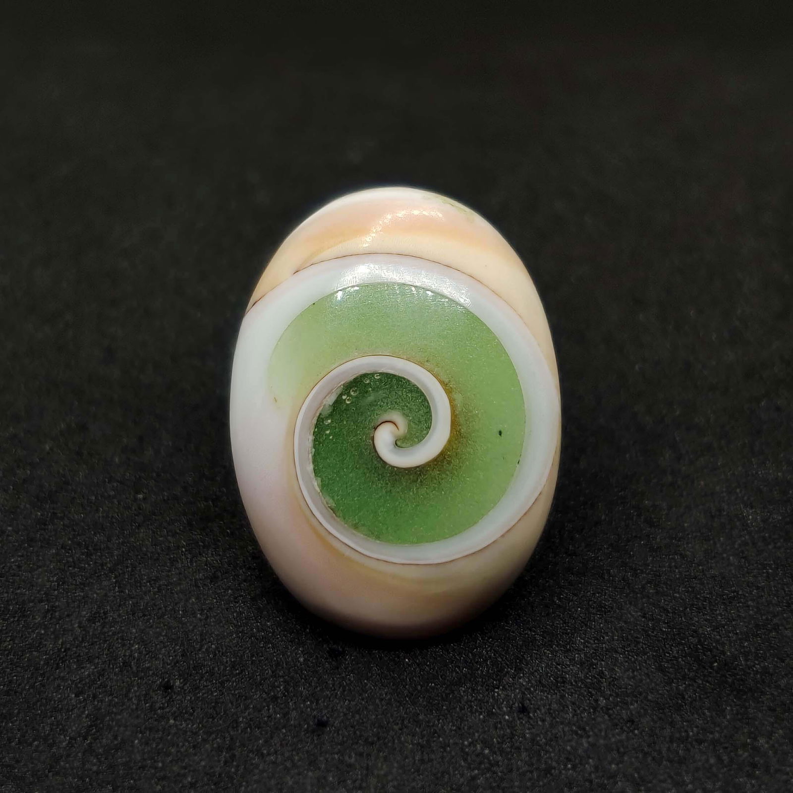 13.30 ct Natural Snail Fossil: All the stones listed are 100% natural and rarely selected from a big quantity lot also these are of very high quality. BID WITH CONFIDENCE!!! DIMENSIONS : 21X15X6 mm