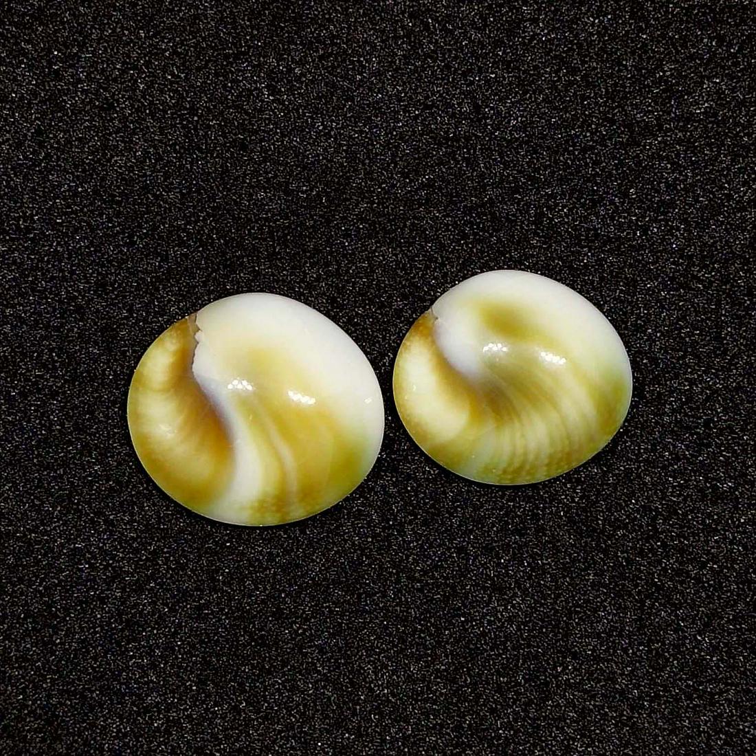 7.90 ct Natural Shiva Eye Shell Earrings Pair (1 of 1)