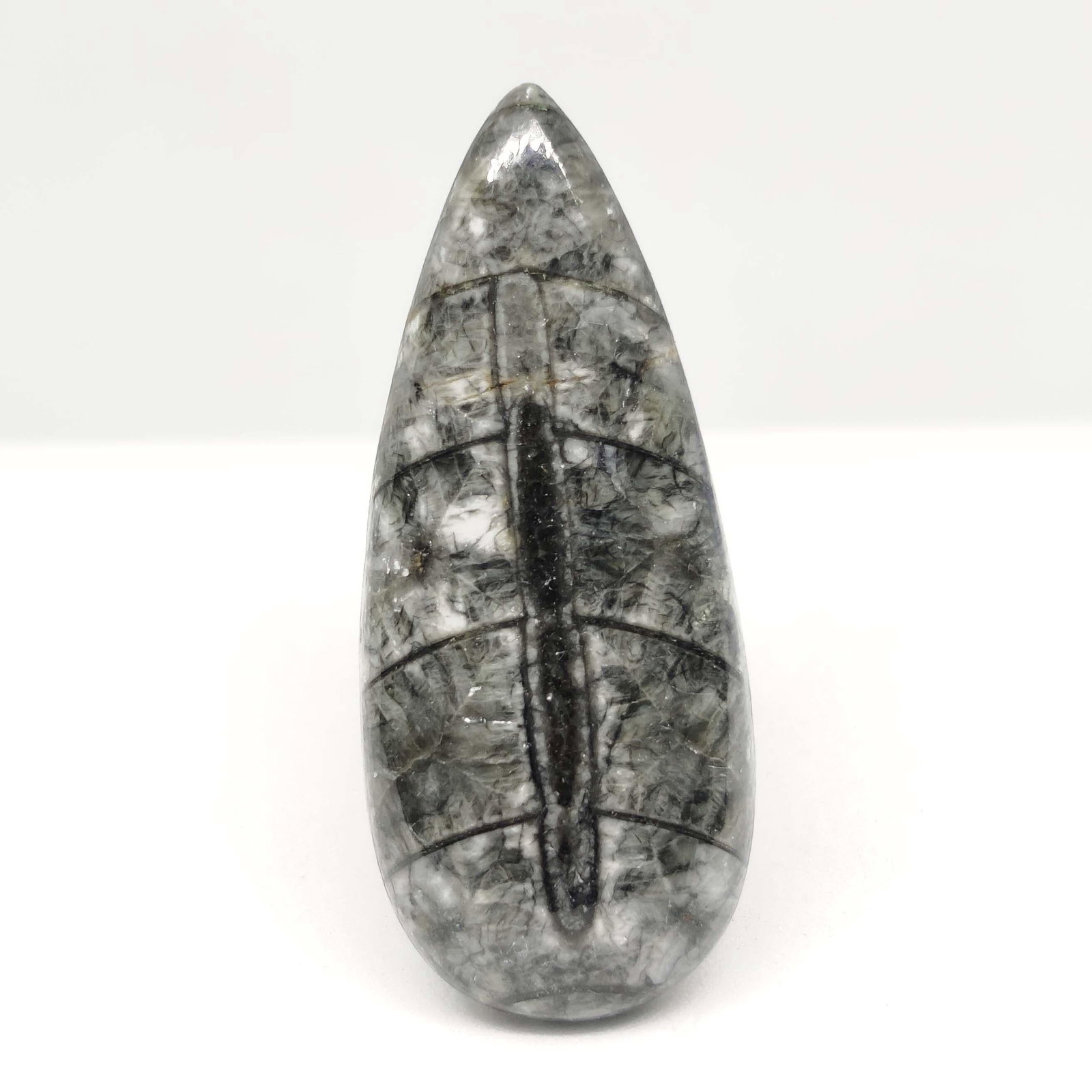 33.30 ct Natural Orthoceras Fossil: All the stones listed are 100% natural and rarely selected from a big quantity lot also these are of very high quality. BID WITH CONFIDENCE!!! DIMENSIONS : 40X17X6 mm