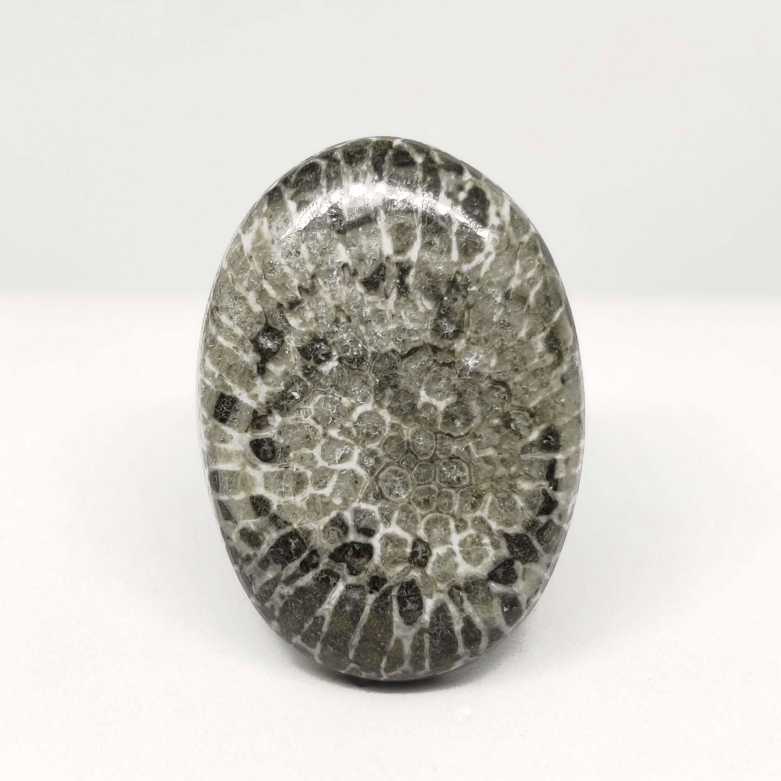 34.60 ct Very Rare Natural String Rey Fossil Coral: All the stones listed are 100% natural and rarely selected from a big quantity lot also these are of very high quality. BID WITH CONFIDENCE!!! DIMENSIONS : 29X21X6 mm