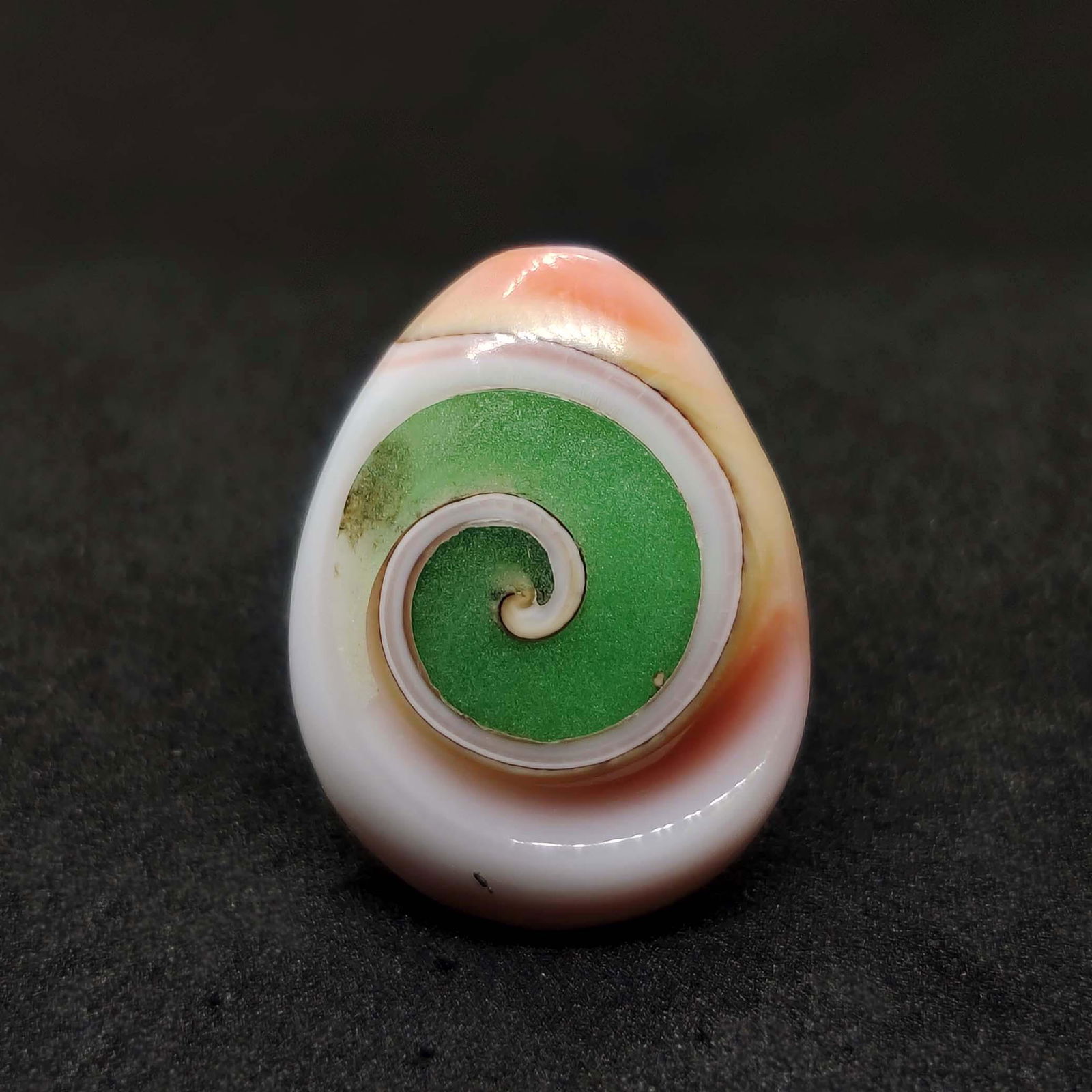 19.15 ct Natural Snail Fossil: All the stones listed are 100% natural and rarely selected from a big quantity lot also these are of very high quality. BID WITH CONFIDENCE!!! DIMENSIONS : 23X18X7 mm