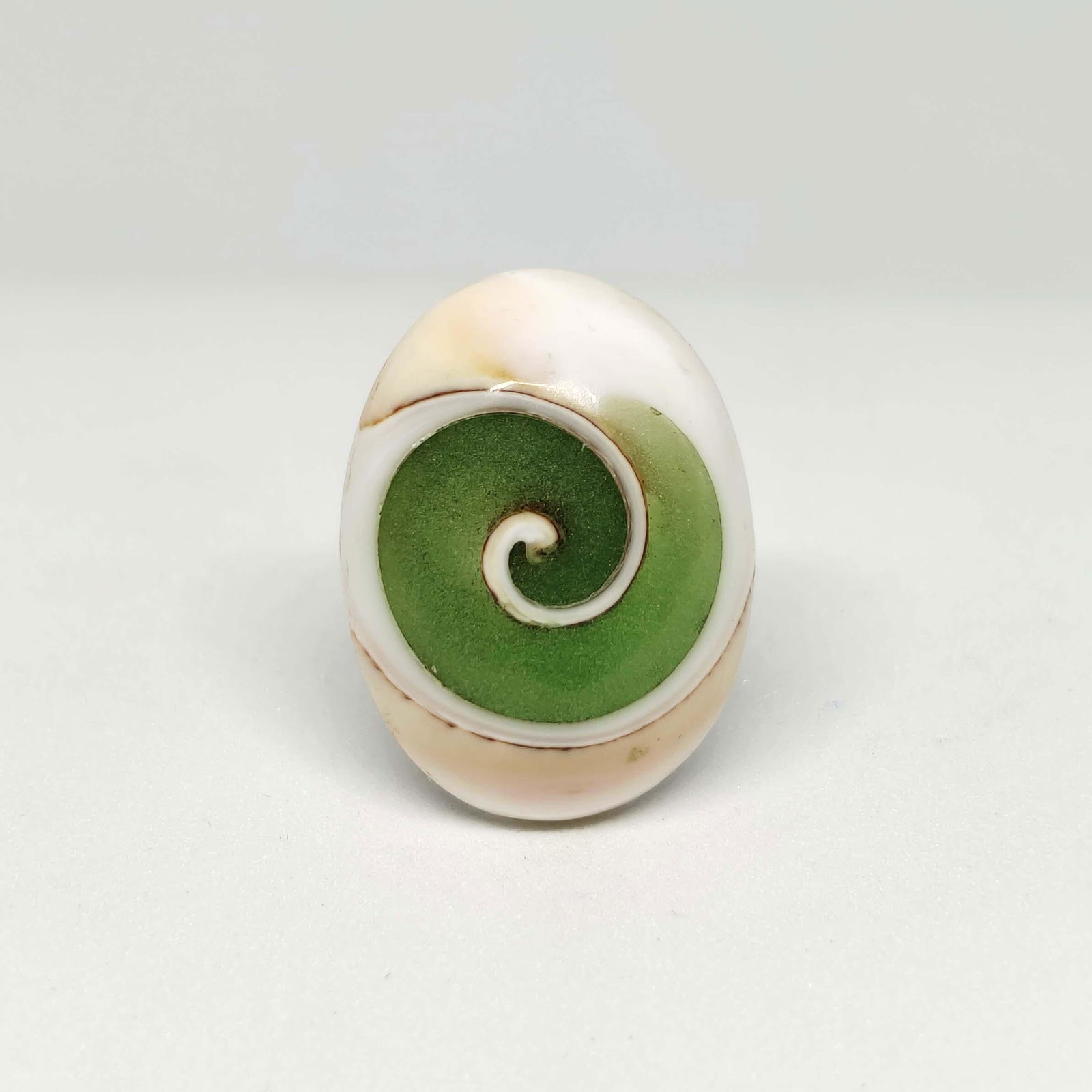 12.90 ct Natural Snail Fossil: All the stones listed are 100% natural and rarely selected from a big quantity lot also these are of very high quality. BID WITH CONFIDENCE!!! DIMENSIONS : 20X15X6 mm