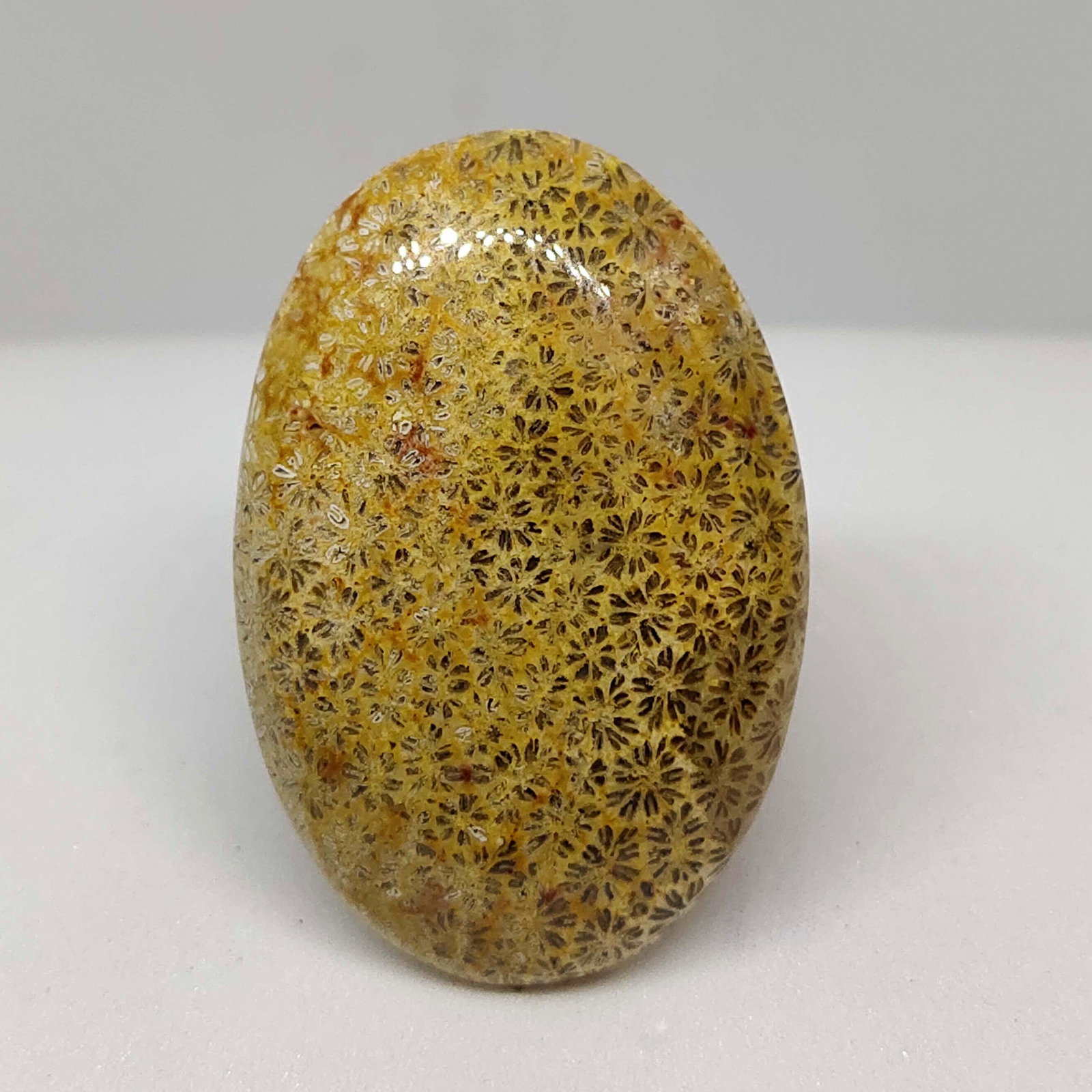 35.55 ct Natural Fossil Coral: All the stones listed are 100% natural and rarely selected from a big quantity lot also these are of very high quality. BID WITH CONFIDENCE!!! DIMENSIONS : 34X22X6 mm