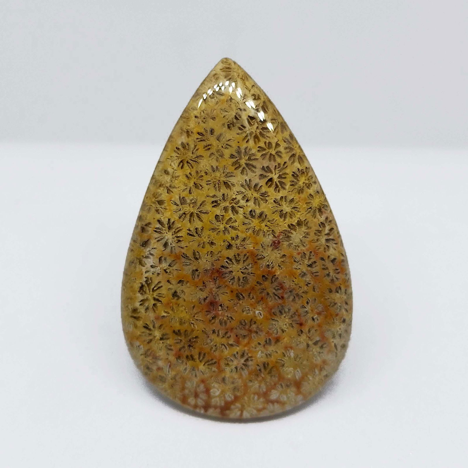 18.70 ct Natural Fossil Coral: All the stones listed are 100% natural and rarely selected from a big quantity lot also these are of very high quality. BID WITH CONFIDENCE!!! DIMENSIONS : 31X20X4 mm