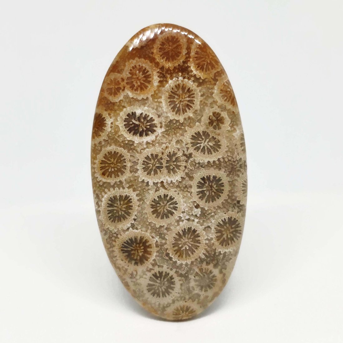 38.20 ct Top Grade Natural Fossil Coral (1 of 1)