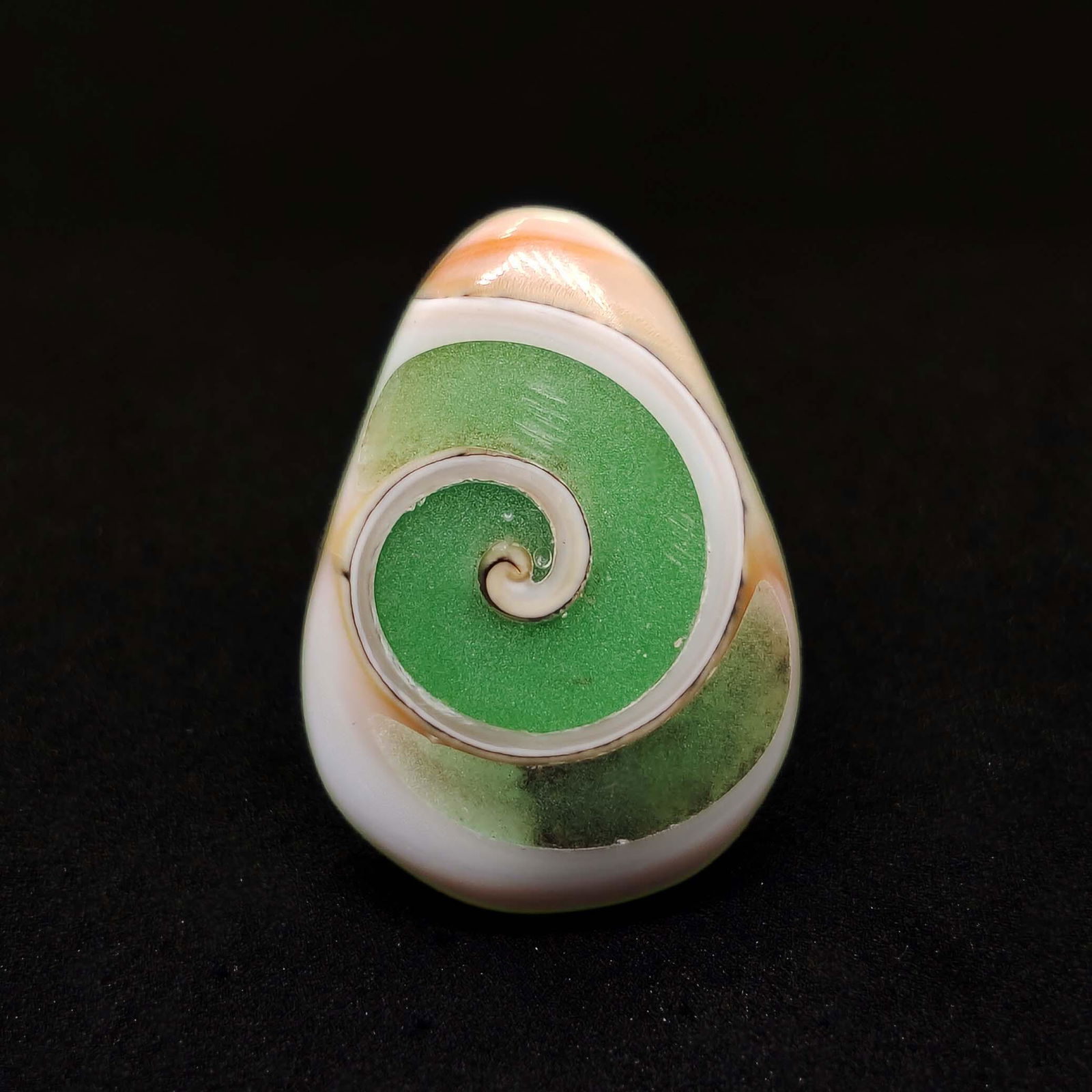 19.25 ct Natural Snail Fossil: All the stones listed are 100% natural and rarely selected from a big quantity lot also these are of very high quality. BID WITH CONFIDENCE!!! DIMENSIONS : 25X19X7 mm