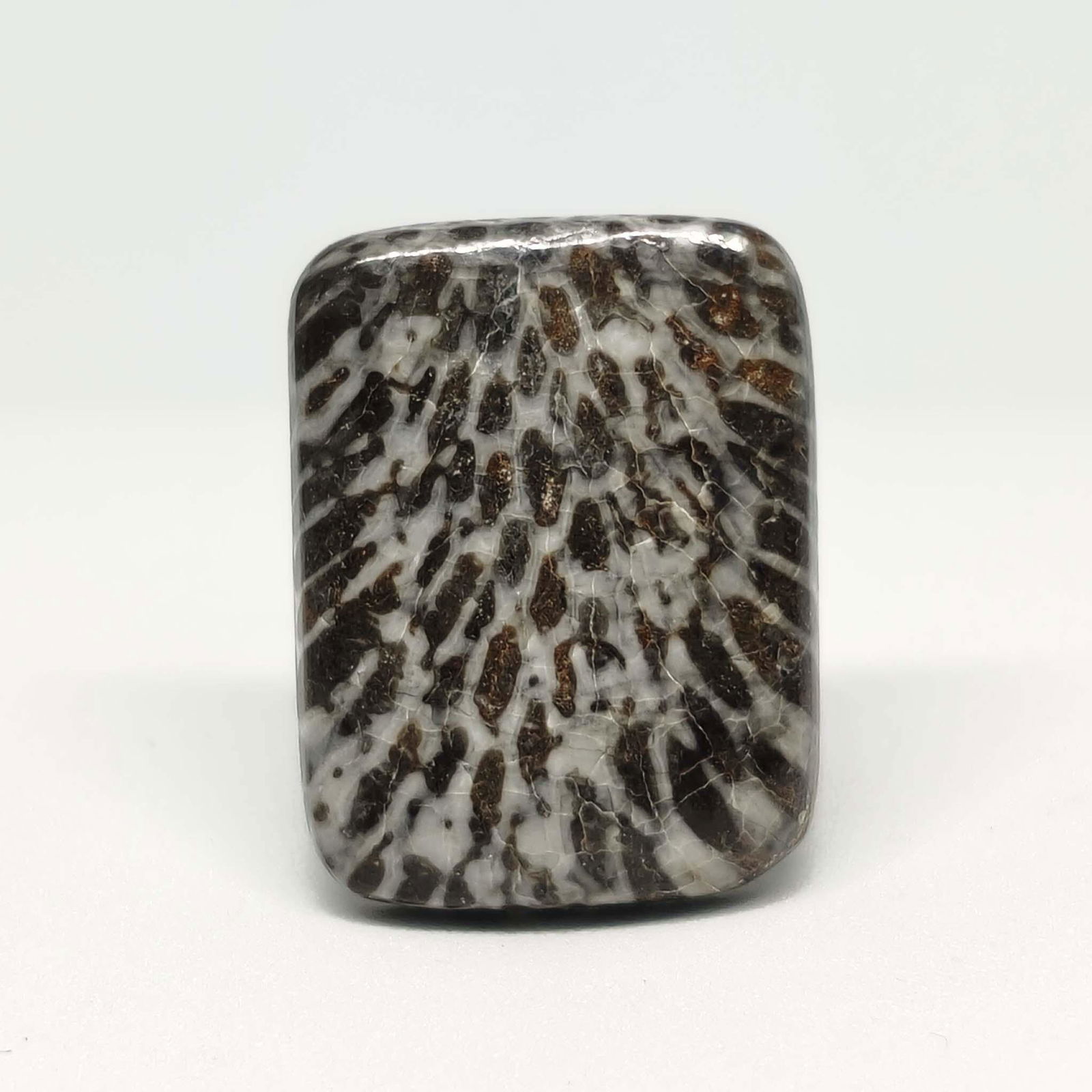 17.20 ct Natural String Rey Fossil Coral: All the stones listed are 100% natural and rarely selected from a big quantity lot also these are of very high quality. BID WITH CONFIDENCE!!! DIMENSIONS : 21X16X4 mm