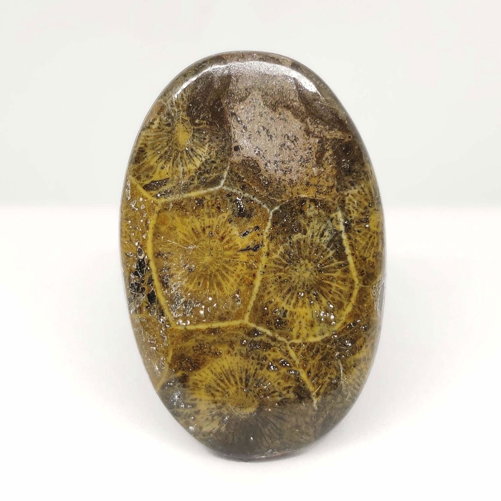 32.50 ct Natural Spider Web Fossil Coral: All the stones listed are 100% natural and rarely selected from a big quantity lot also these are of very high quality. BID WITH CONFIDENCE!!! DIMENSIONS : 37X24X4 mm