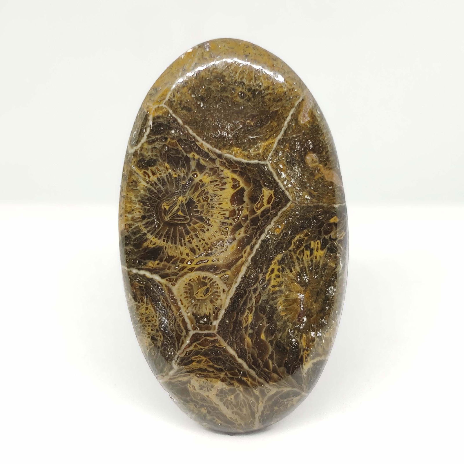 33.10 ct Natural Spider Web Fossil Coral: All the stones listed are 100% natural and rarely selected from a big quantity lot also these are of very high quality. BID WITH CONFIDENCE!!! DIMENSIONS : 38X22X4 mm