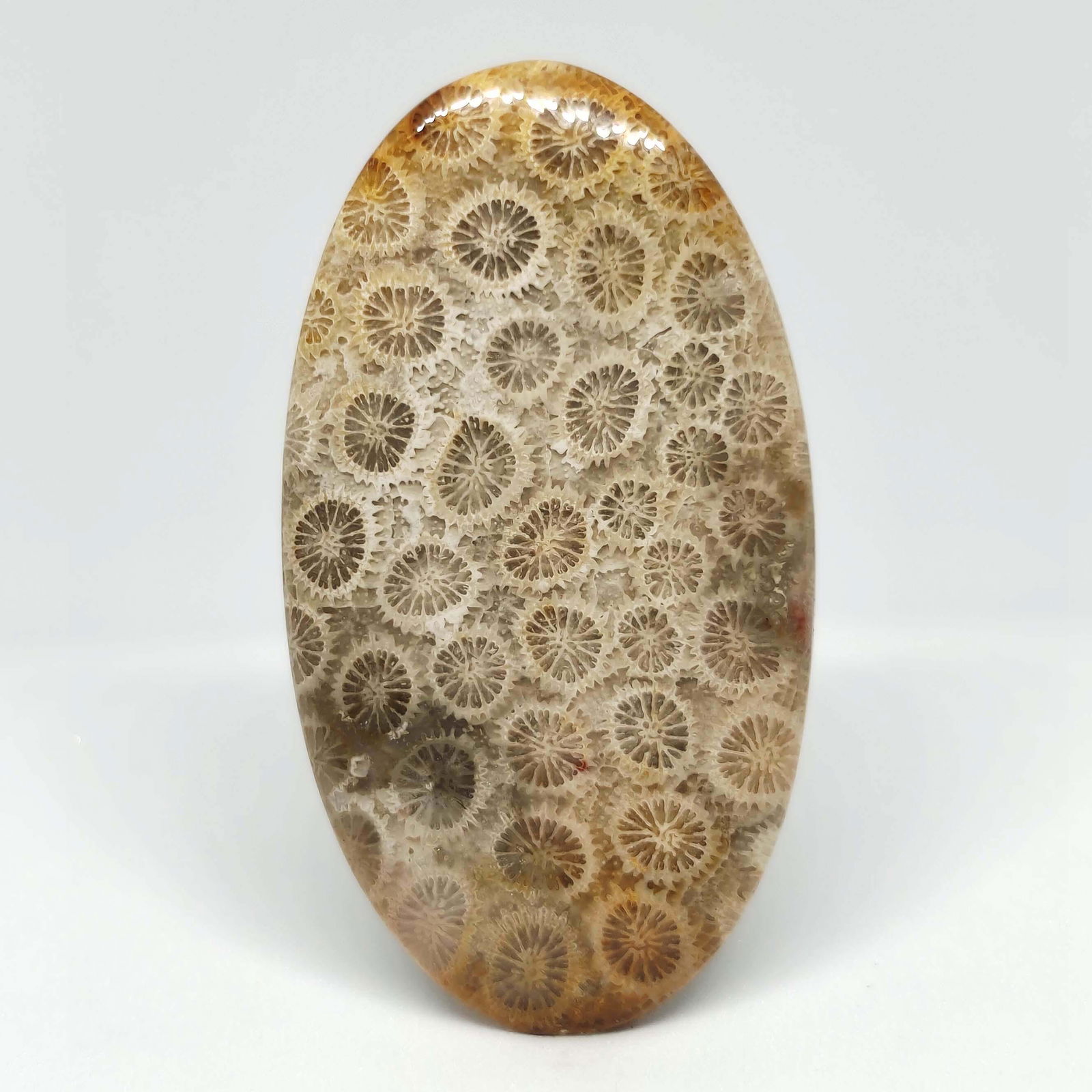 46.40 ct Natural Fossil Coral (1 of 1)