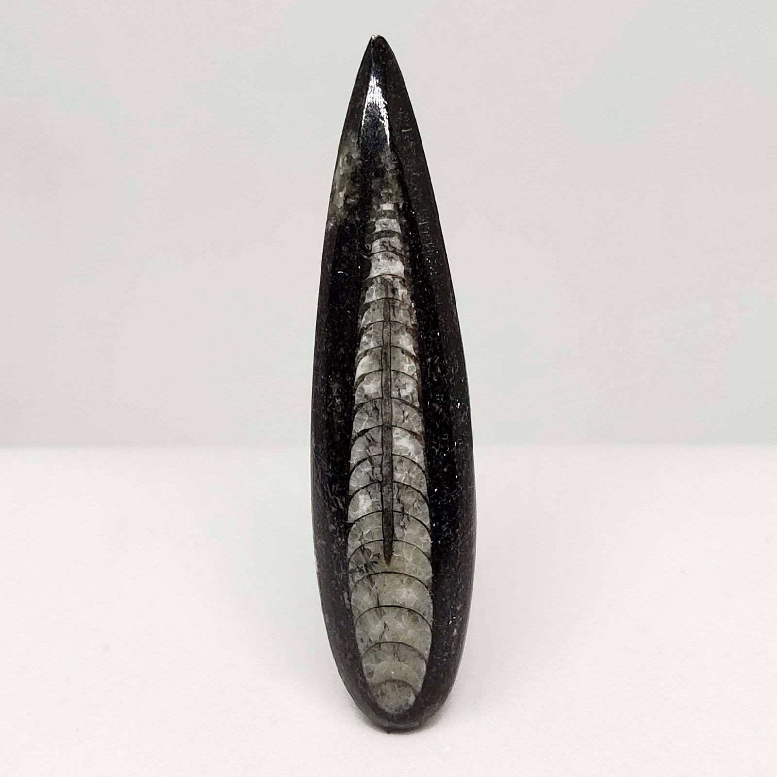 56.25 ct Natural Orthoceras Fossil: All the stones listed are 100% natural and rarely selected from a big quantity lot also these are of very high quality. BID WITH CONFIDENCE!!! DIMENSIONS : 66X15X8 mm