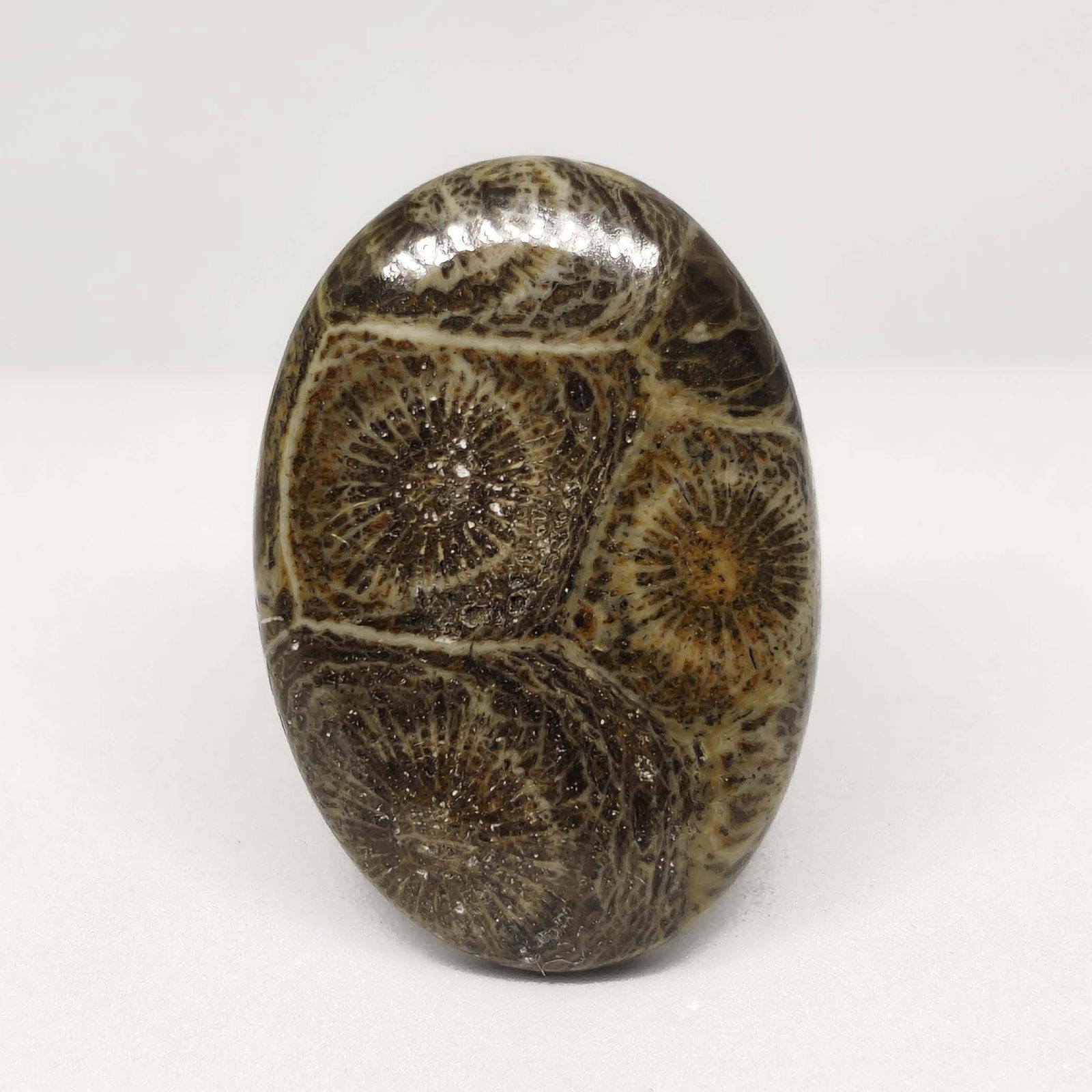 25.50 ct Natural Spider Web Fossil Coral: All the stones listed are 100% natural and rarely selected from a big quantity lot also these are of very high quality. BID WITH CONFIDENCE!!! DIMENSIONS : 30X21X4 mm