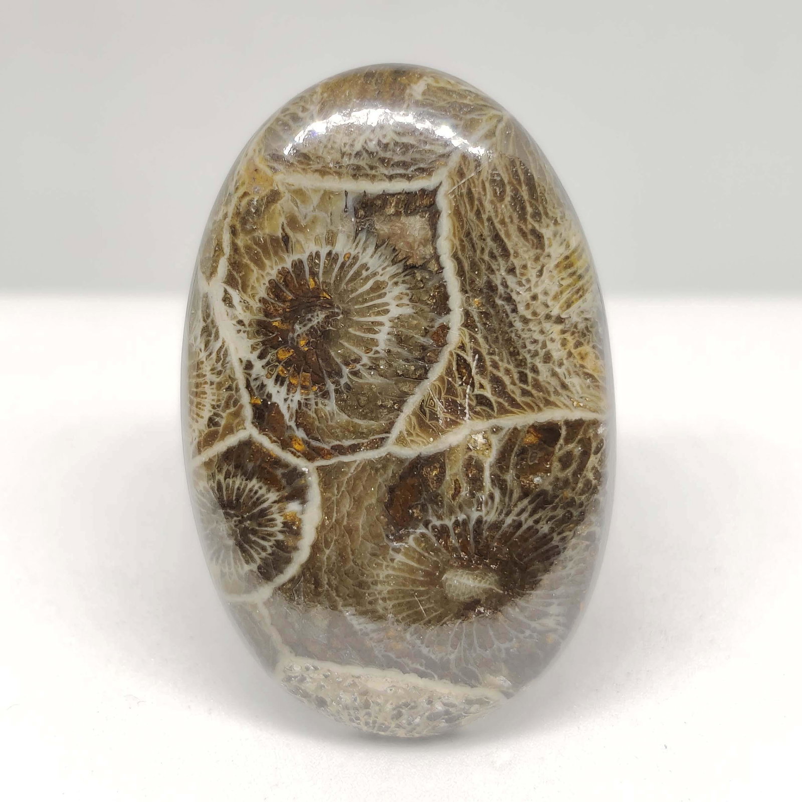 39.55 ct Natural Spider Web Fossil Coral: All the stones listed are 100% natural and rarely selected from a big quantity lot also these are of very high quality. BID WITH CONFIDENCE!!! DIMENSIONS : 36X23X5 mm