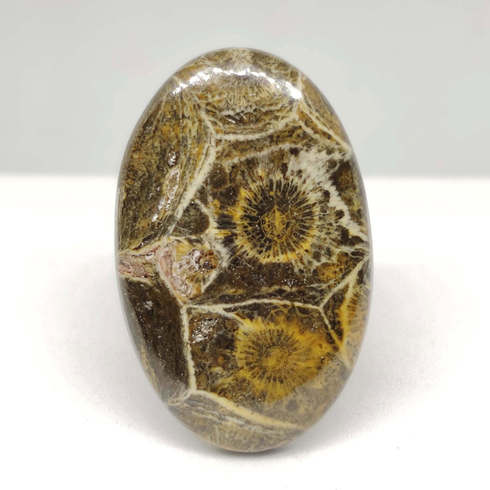 35.55 ct Natural Spider Web Fossil Coral: All the stones listed are 100% natural and rarely selected from a big quantity lot also these are of very high quality. BID WITH CONFIDENCE!!! DIMENSIONS : 36X23X5 mm