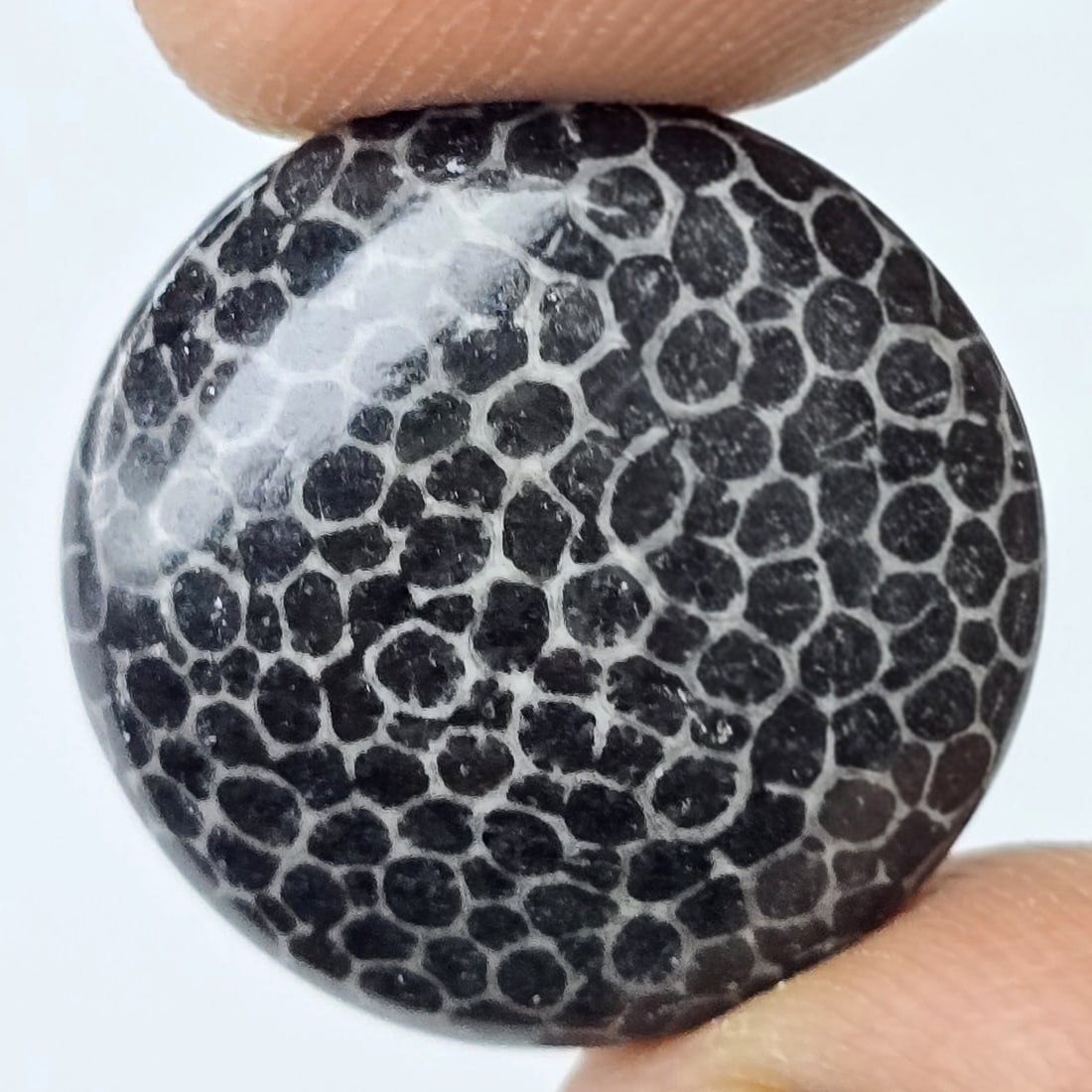 12.54 ct Natural Black Fossil Coral: Gemstones: Natural Fossil Coral /Carat Weights: 12.54 ct /Size or Dimensions: 19 X 19 mm Approx
