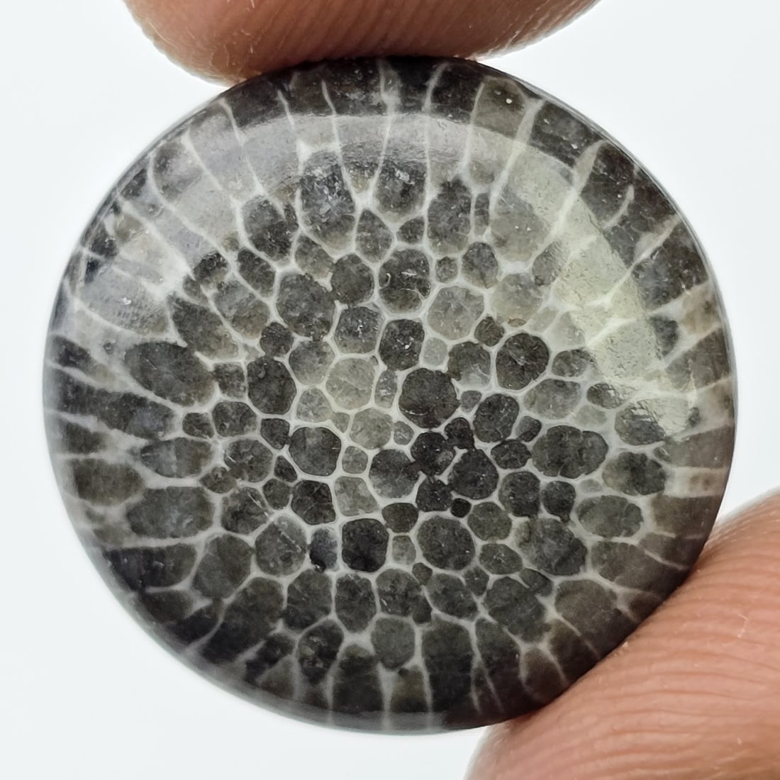 14.10 ct Natural Black Fossil Coral: Gemstones: Natural Fossil Coral /Carat Weights: 14.10 ct /Size or Dimensions: 19 X 19 X 4.80 mm Approx