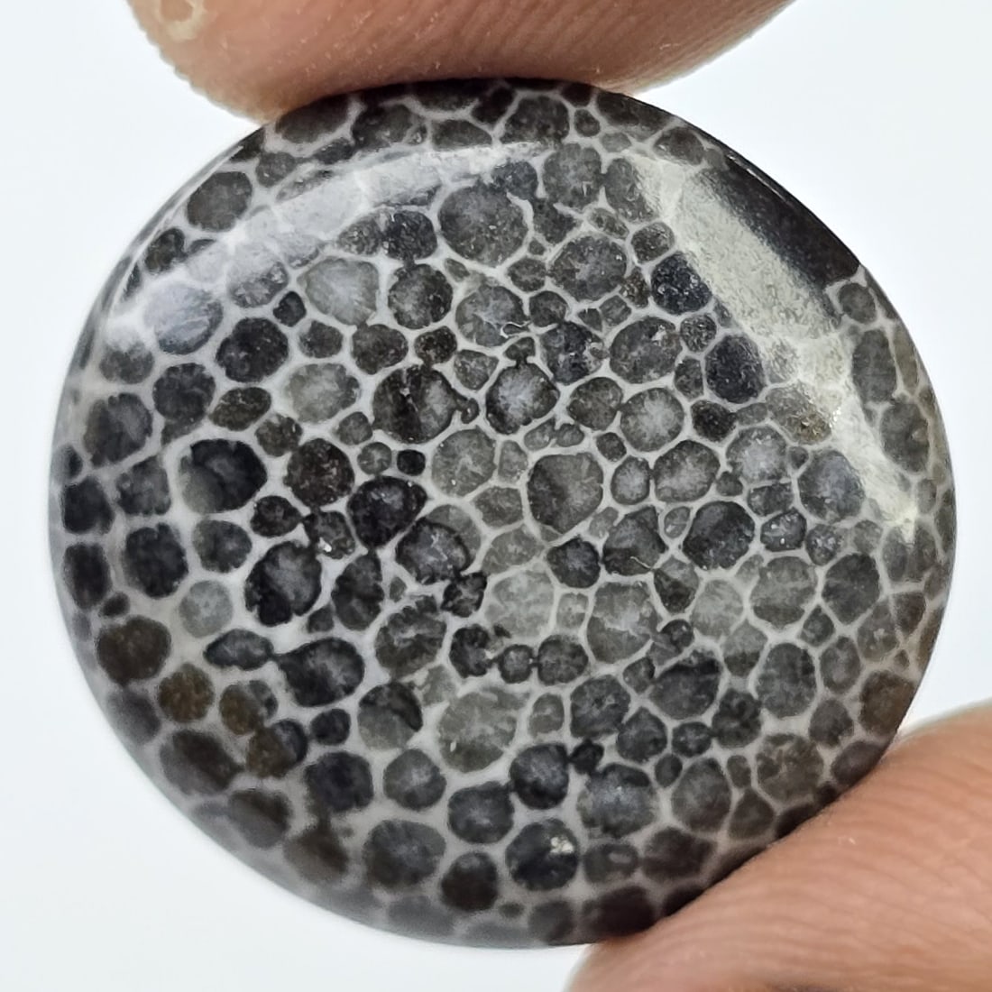 10.41 ct Natural Black Fossil Coral (1 of 2)